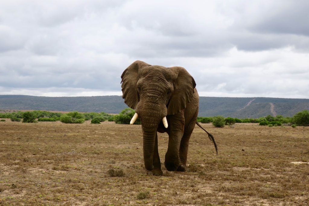 South Africa elephant | Point Hacks