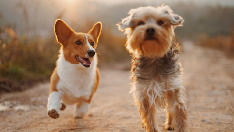 Alvan Nee, Unsplash - two dogs running