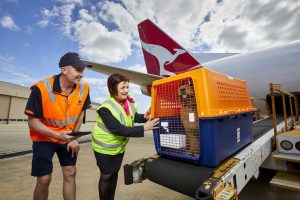 Different ways pets can earn frequent flyer points