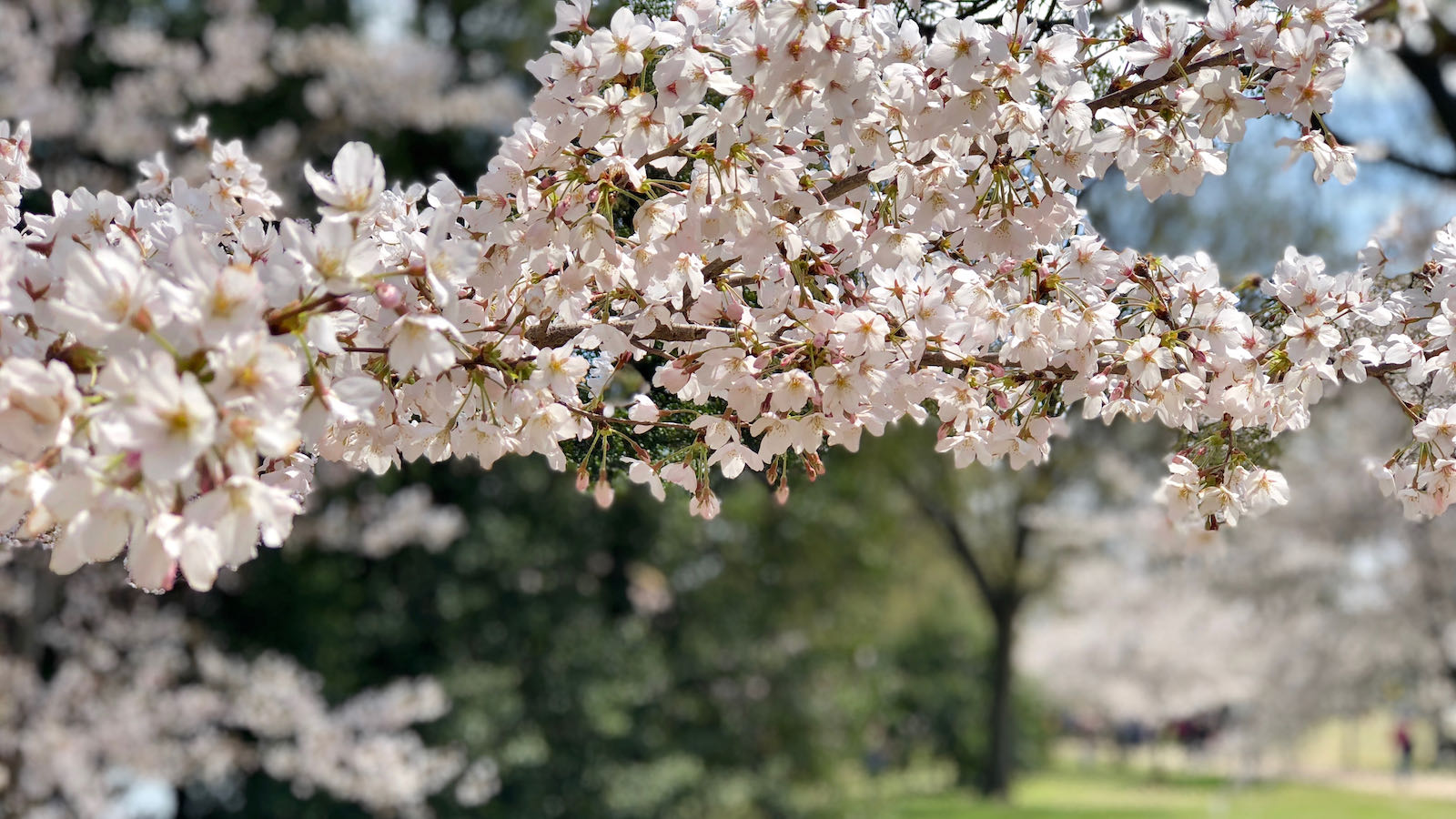 Cherry Blossoms