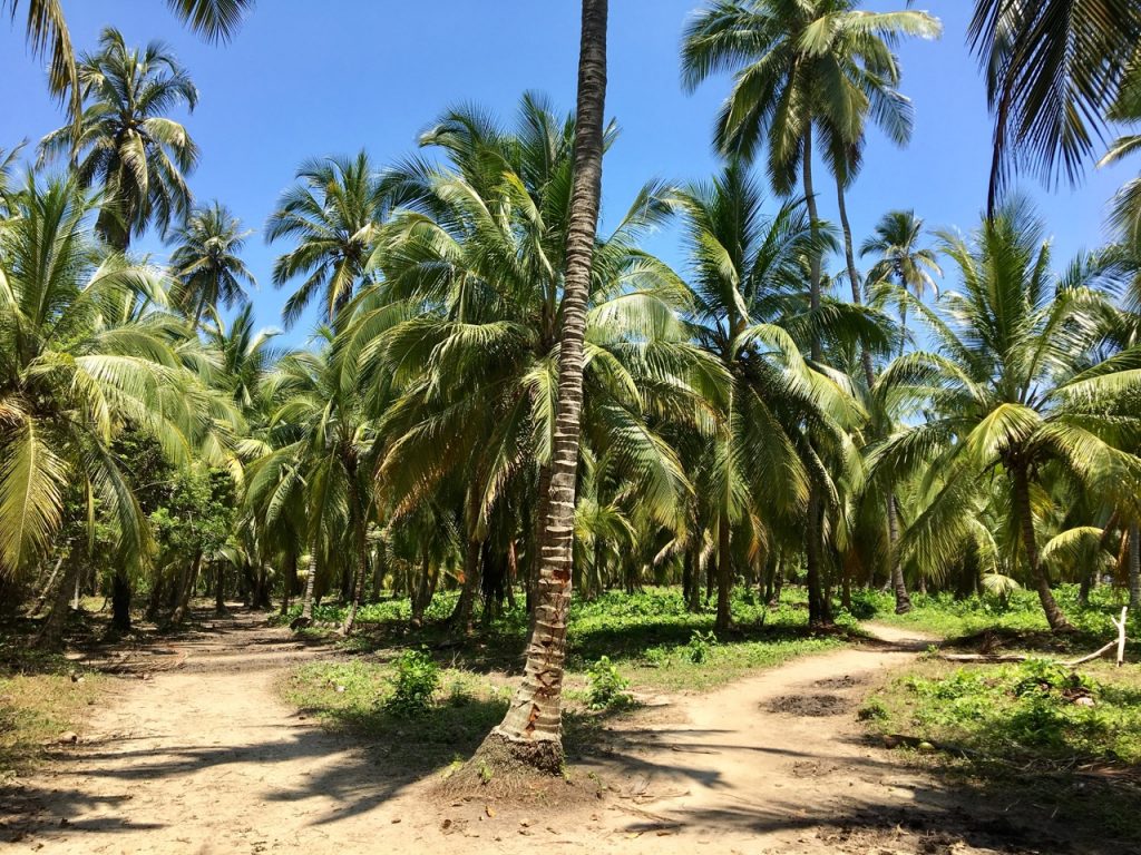 Tayrona