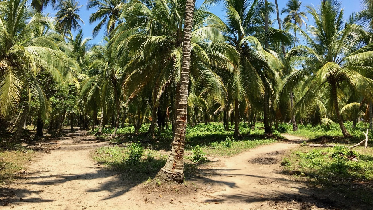 Tayrona