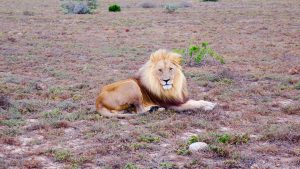 Lion on South African safari
