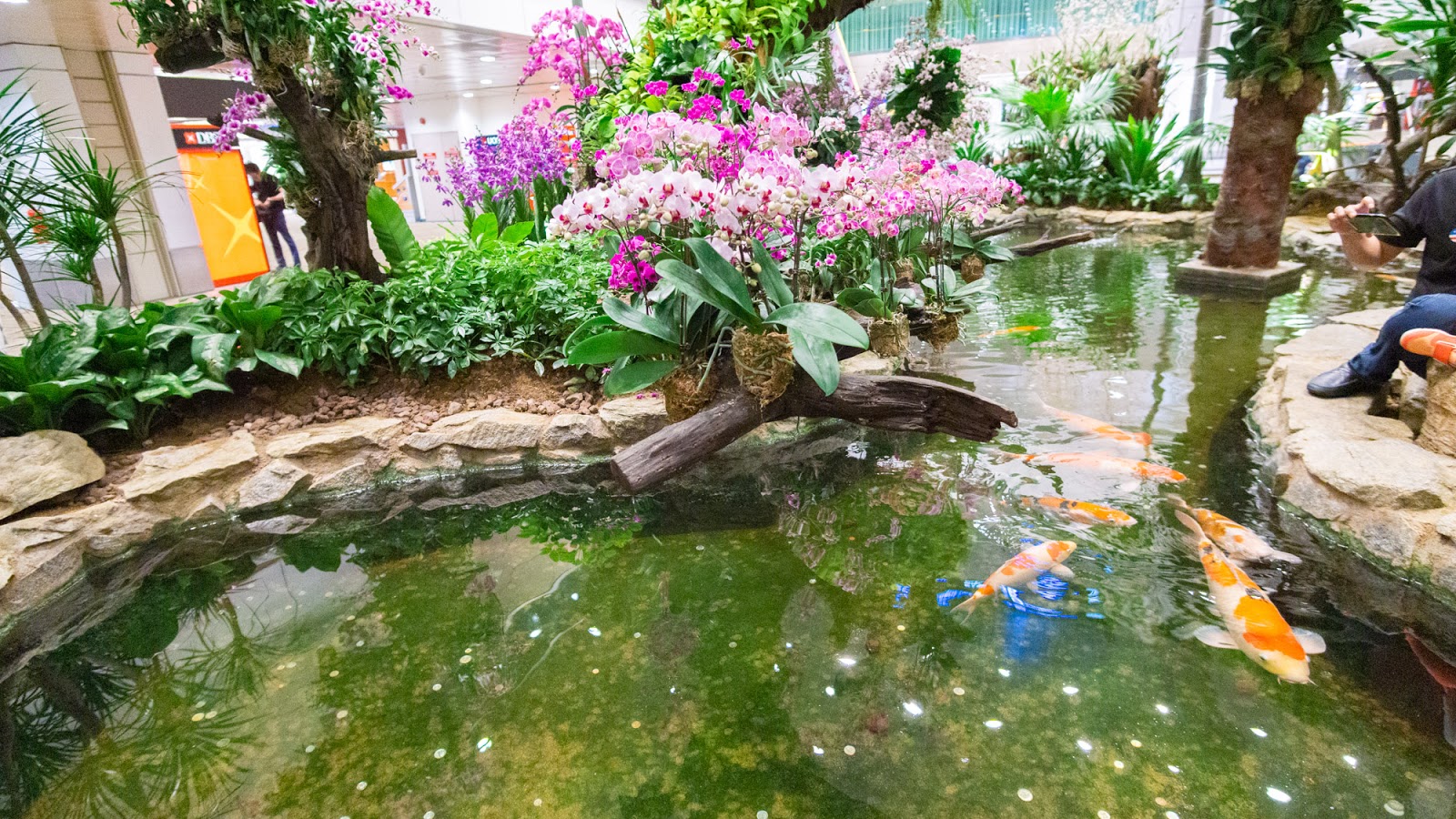 Changi Airport - Terminal 2 Koi pond