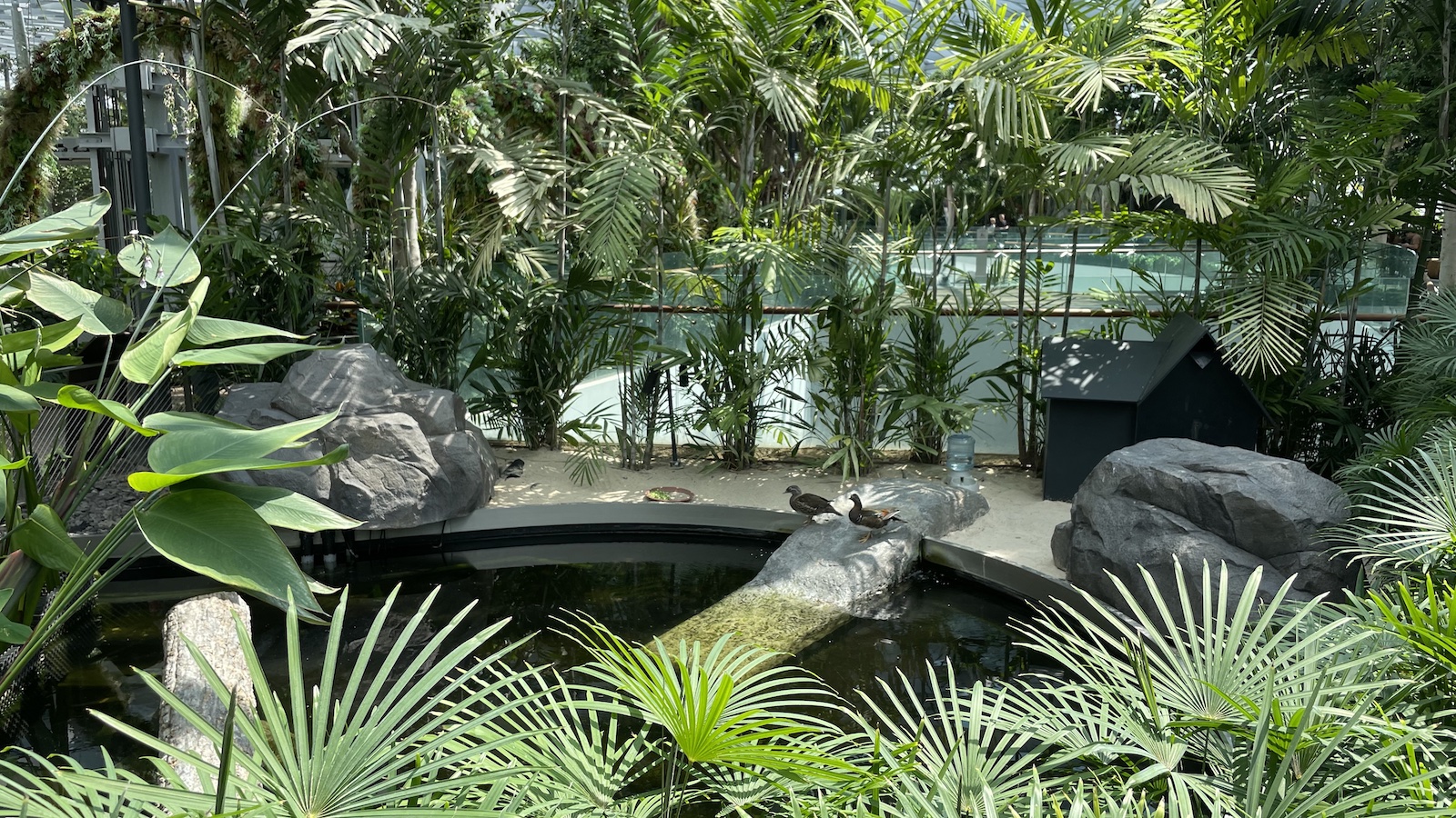 Changi Singapore Airport Pond Ducks