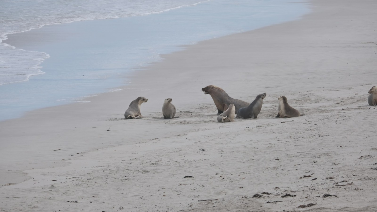 Seals in Kangaroo Island, South Australia