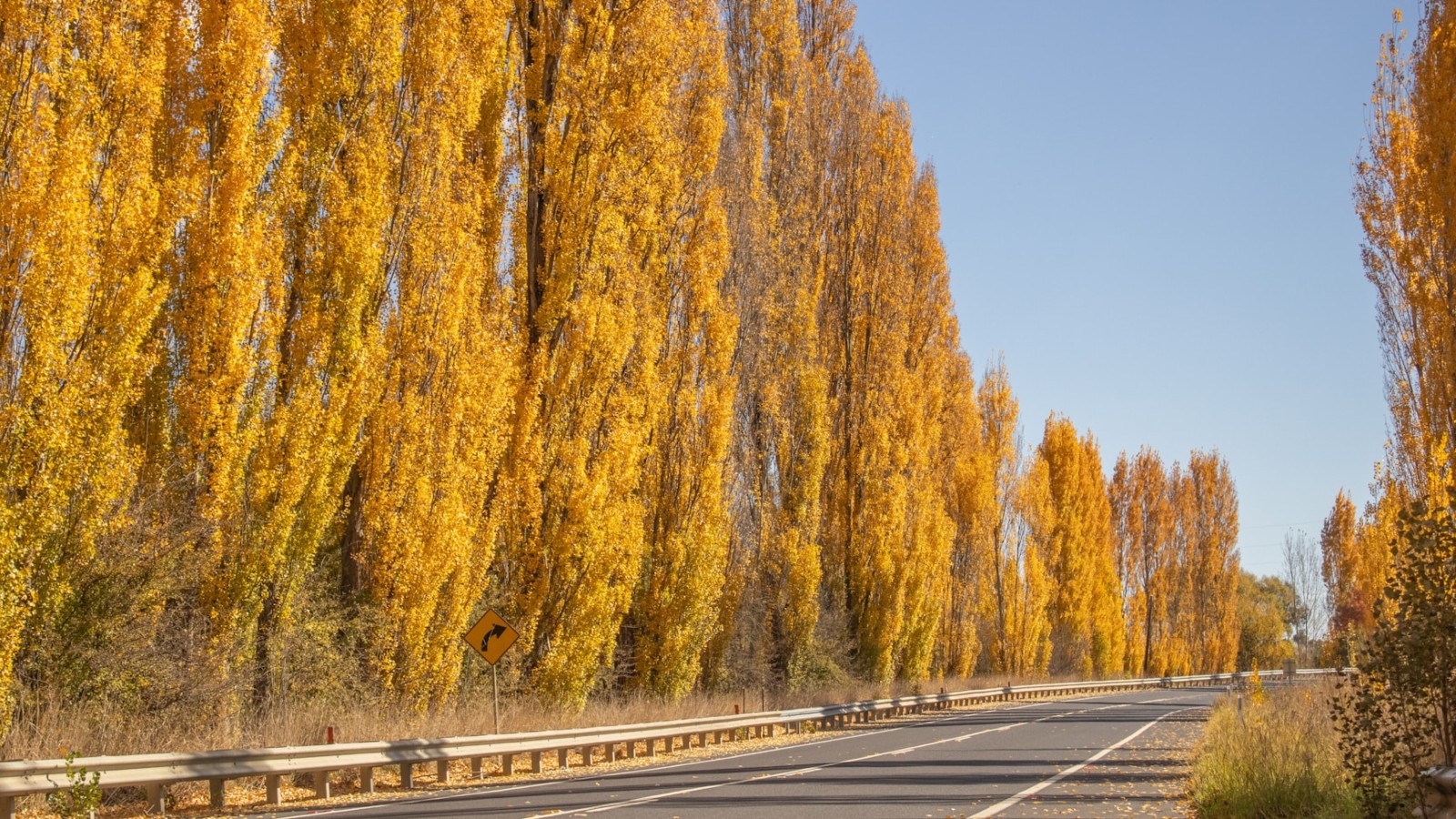 Unique destination in Australia - Autumn foliage in Orange, NSW