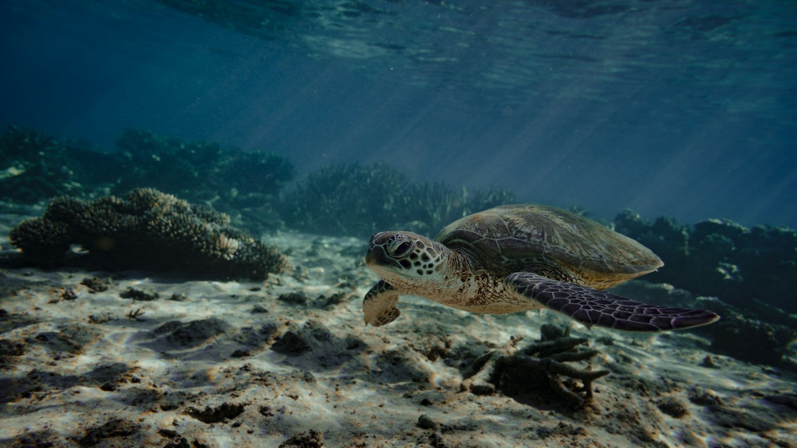 Turtles in Ningaloo Reef, Western Australia - Unique destination