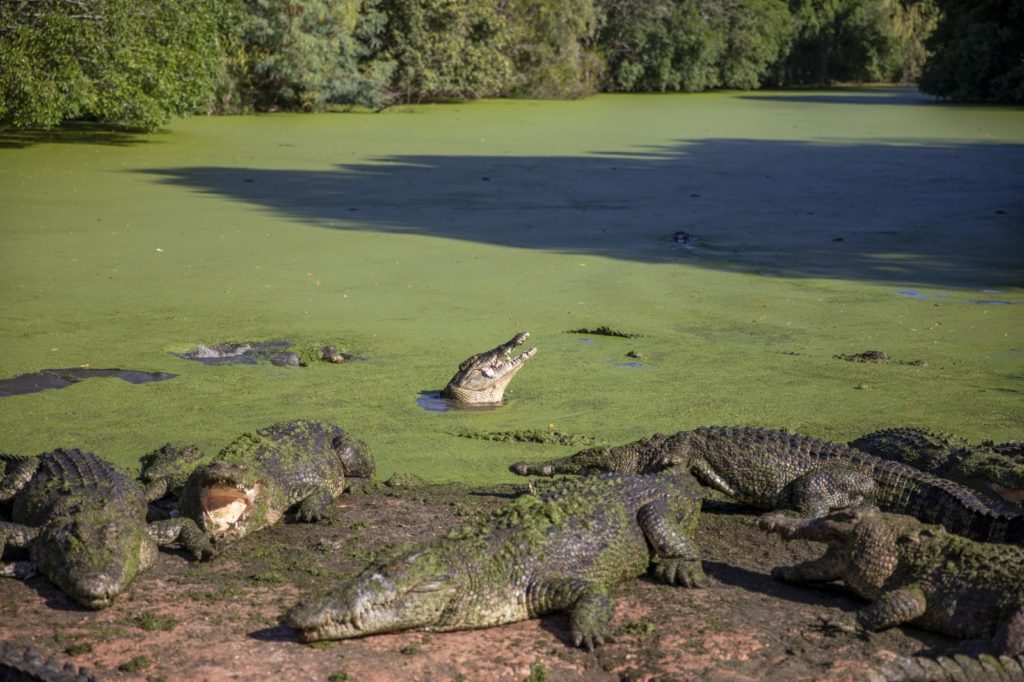 Crocodiles in Broome