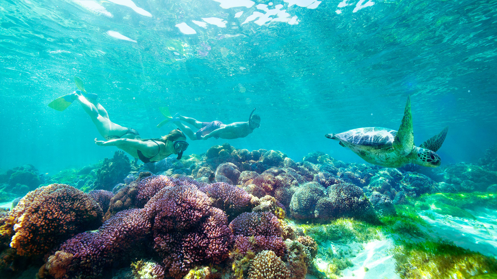 Lord Howe Island Snorkelling