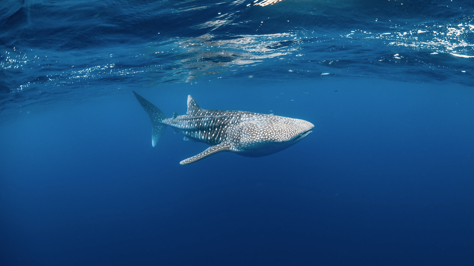 Whale shark in Exmouth