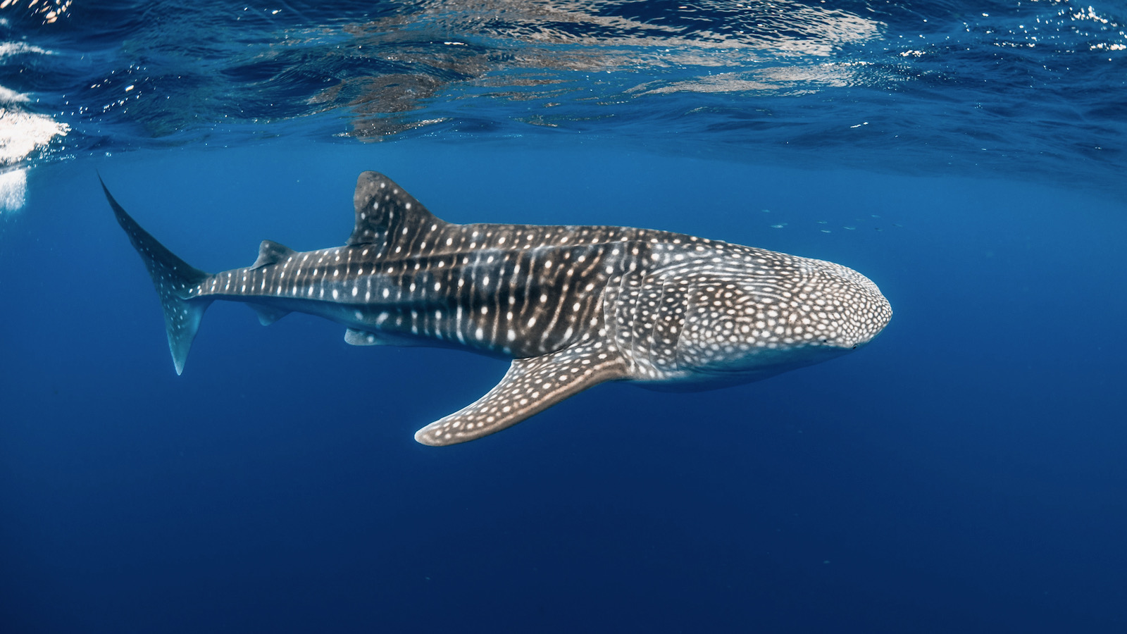 Whale shark in Exmouth