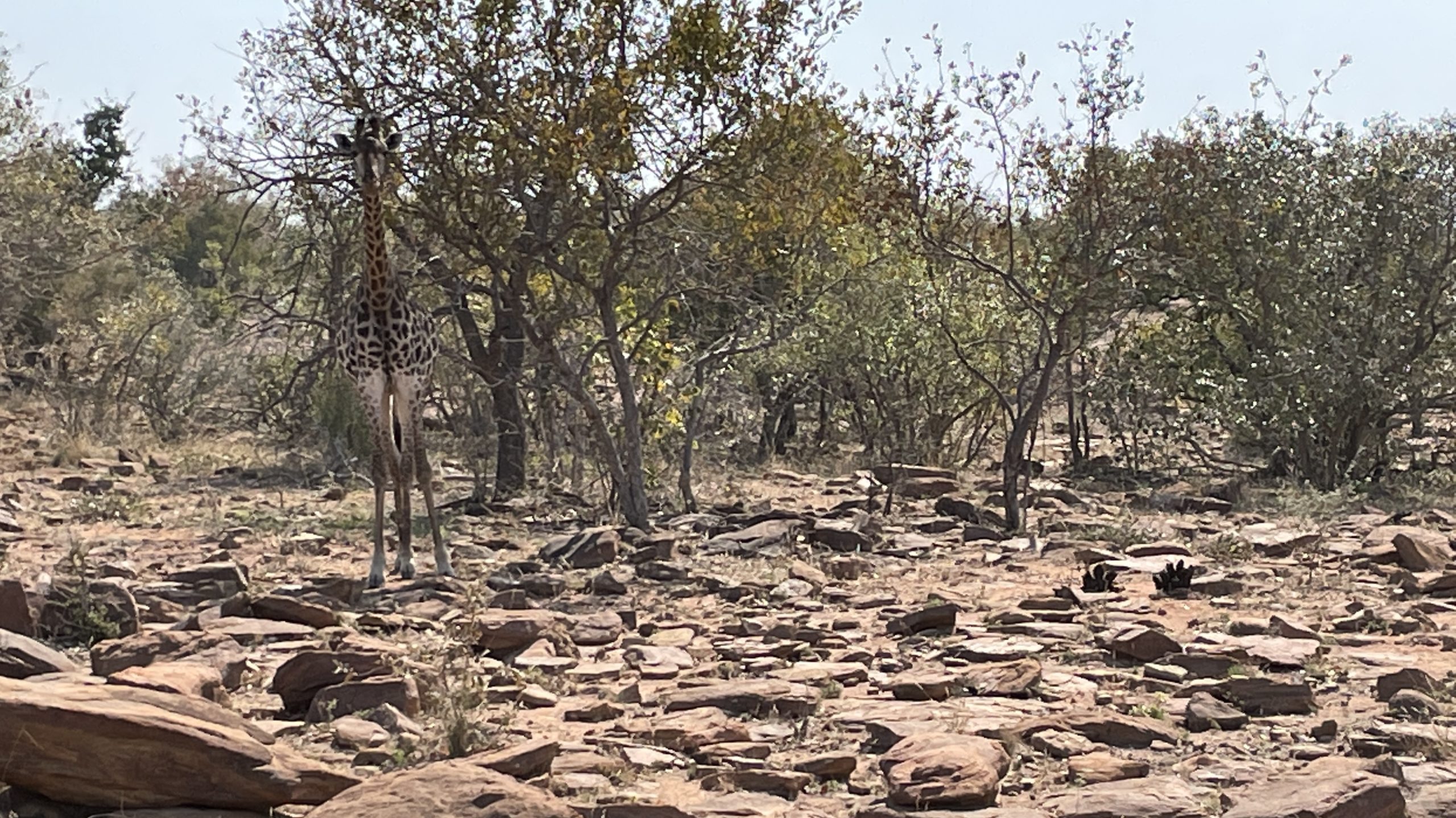 TripADeal South Africa Safari Giraffe