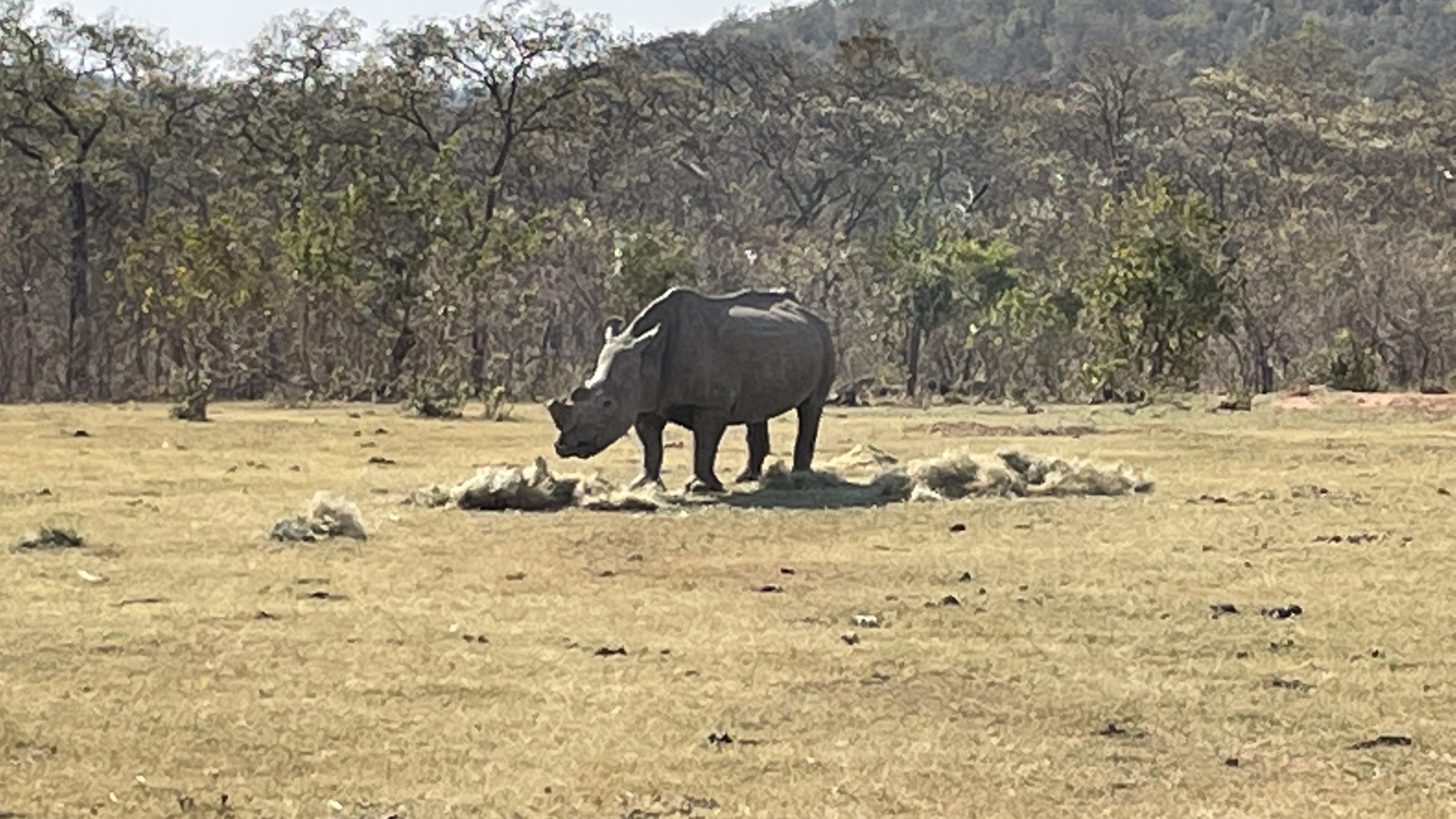 TripADeal South Africa Safari rhino