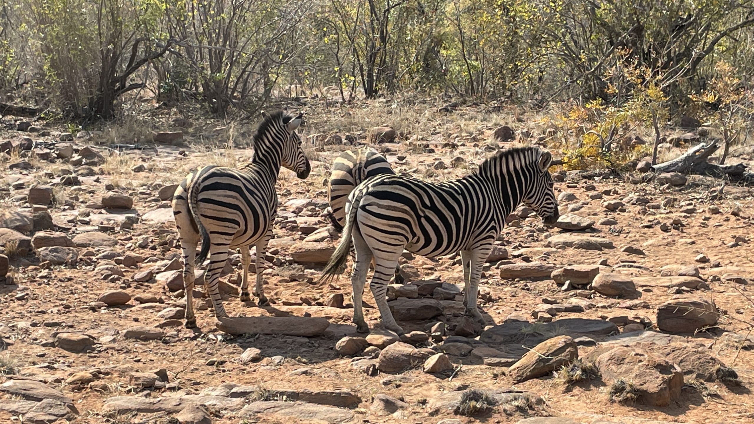 TripADeal South Africa Safari zebras