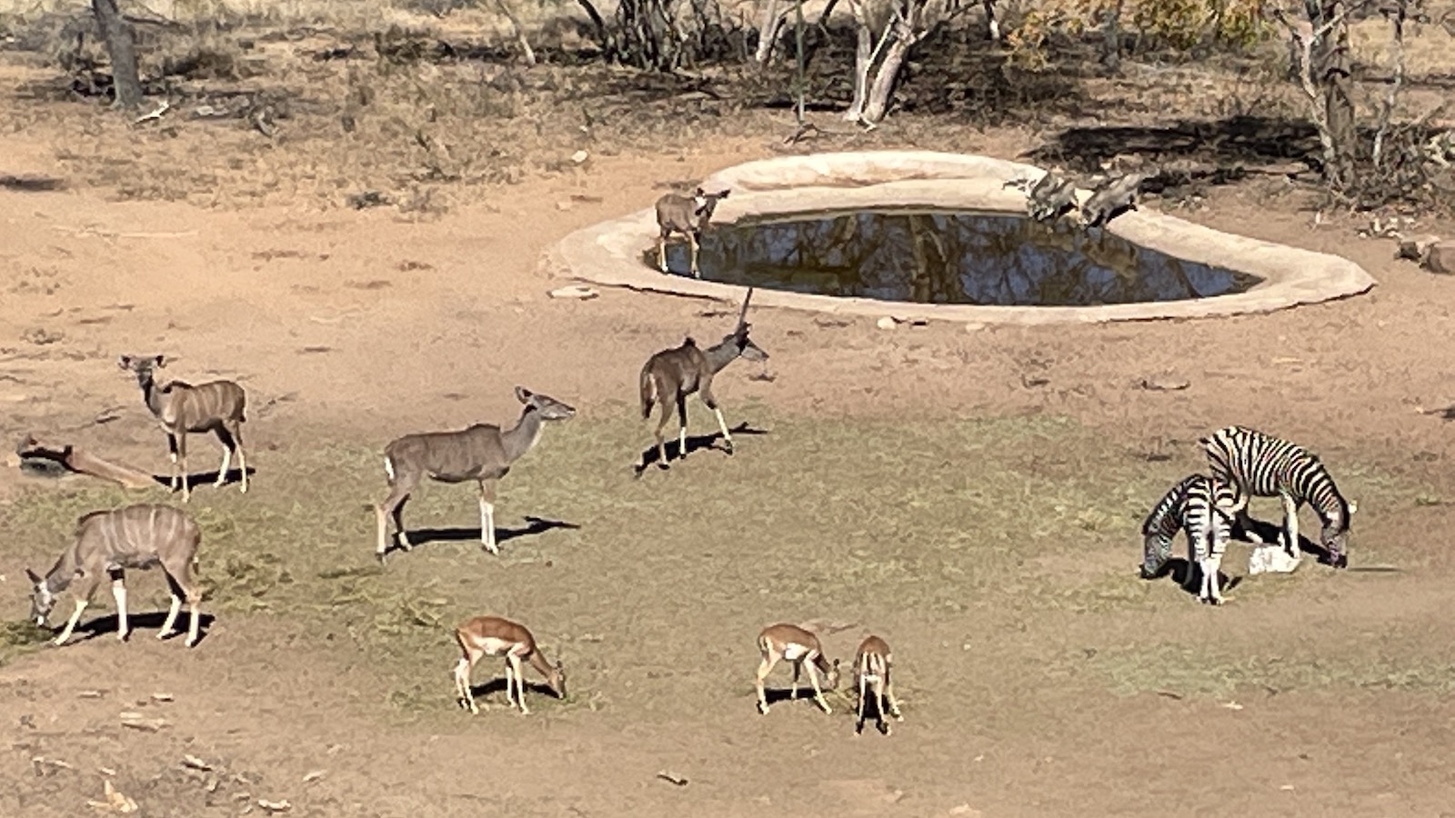 TripADeal South Africa Safari wildlife