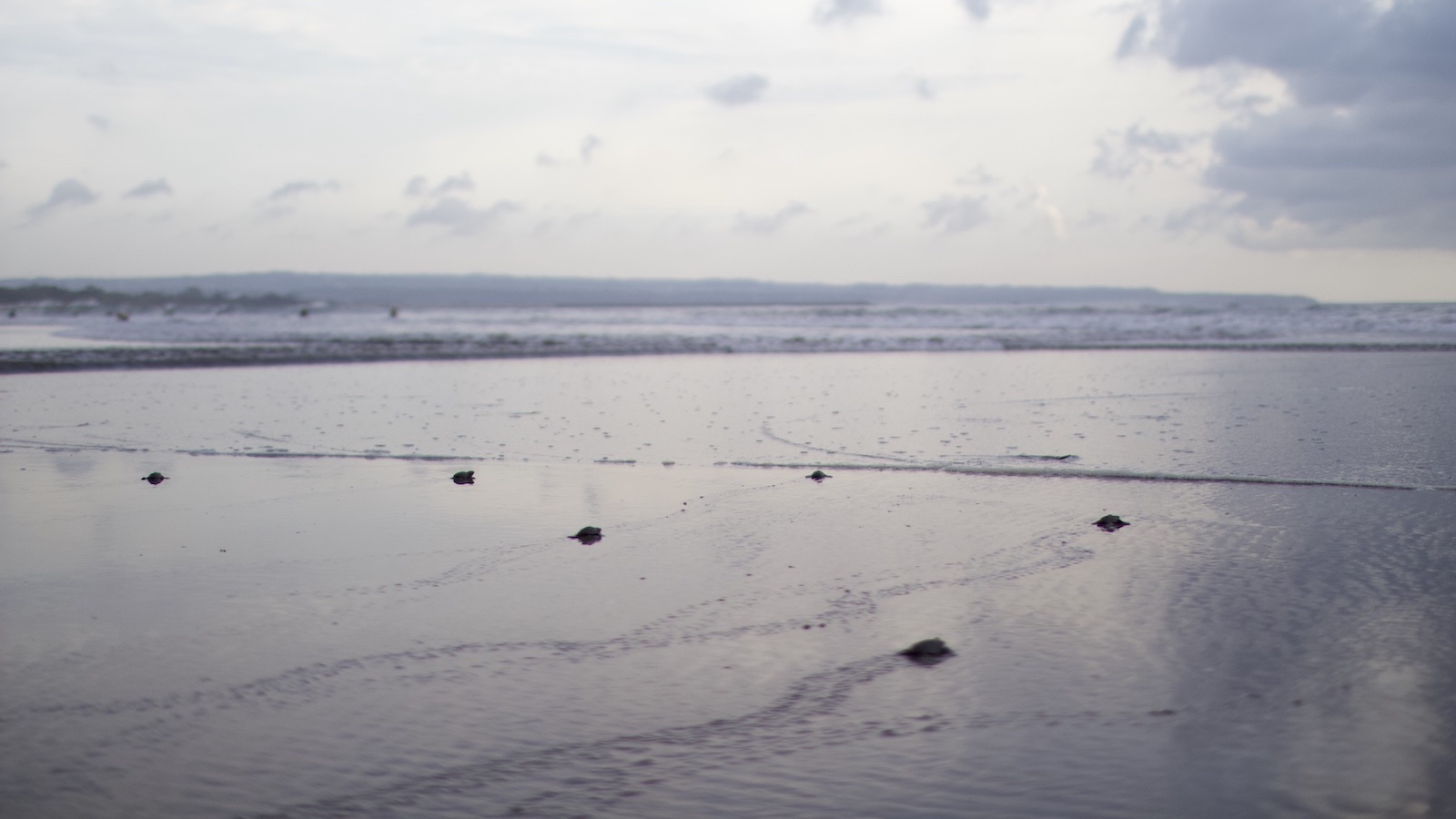 Turtles walking towards surf kuta beacj bali Mamaka by Ovolo