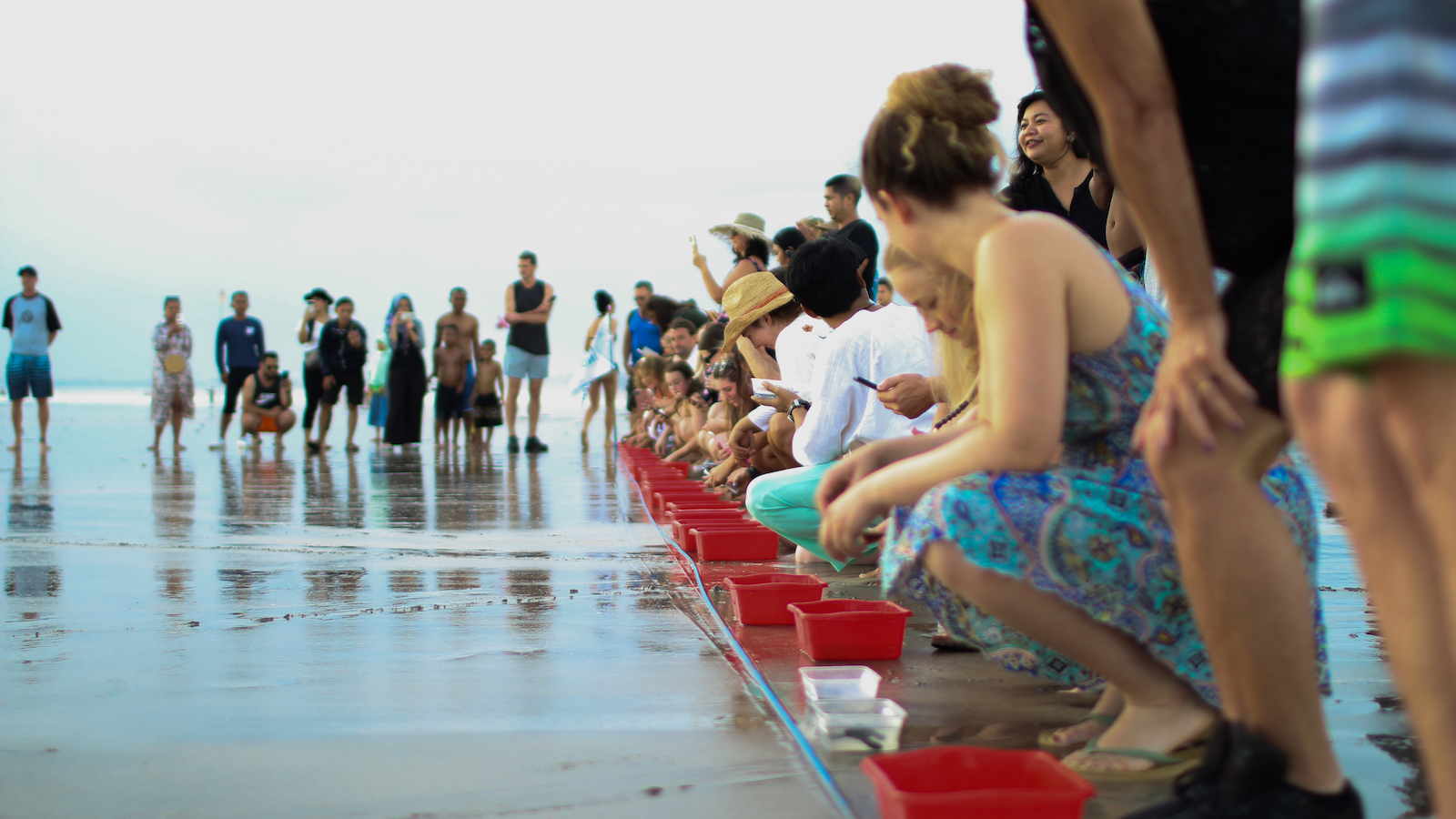 Turtles release Kuta Beach Bali Mamaka by Ovolo