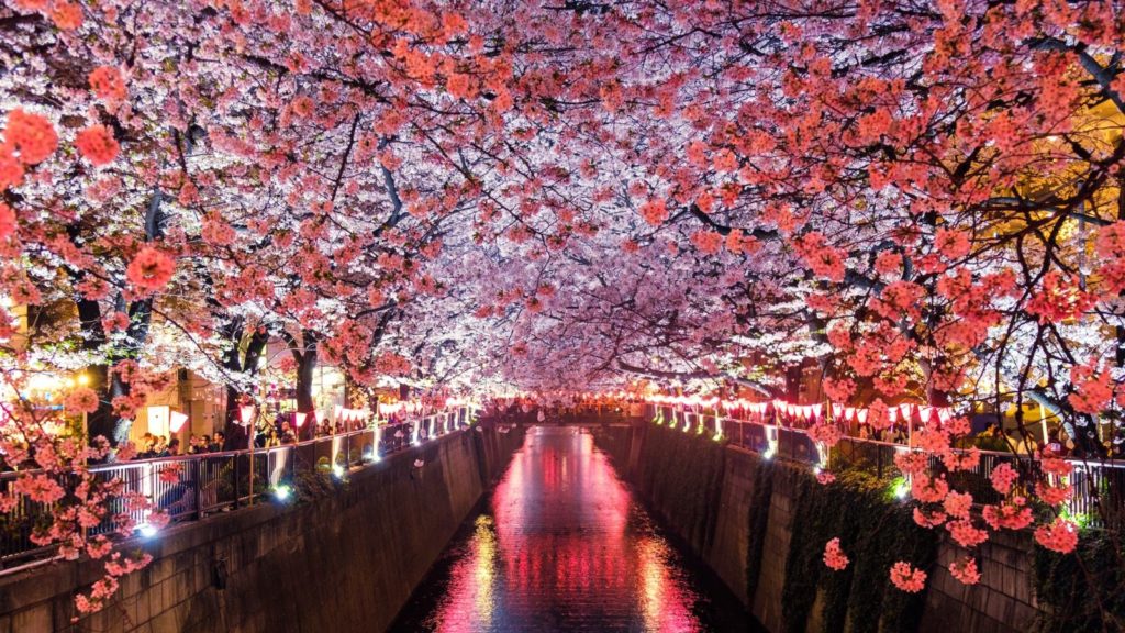 Cherry blossoms at night, Japan - Point Hacks