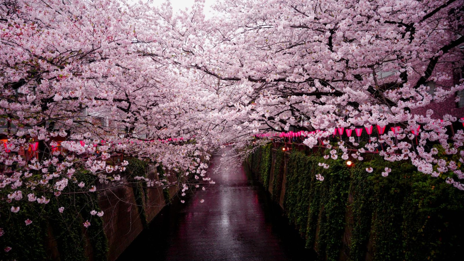Cherry blossoms in Japan - Point Hacks