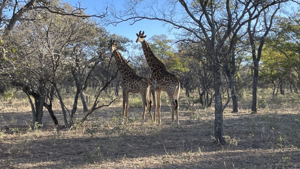 South African safari