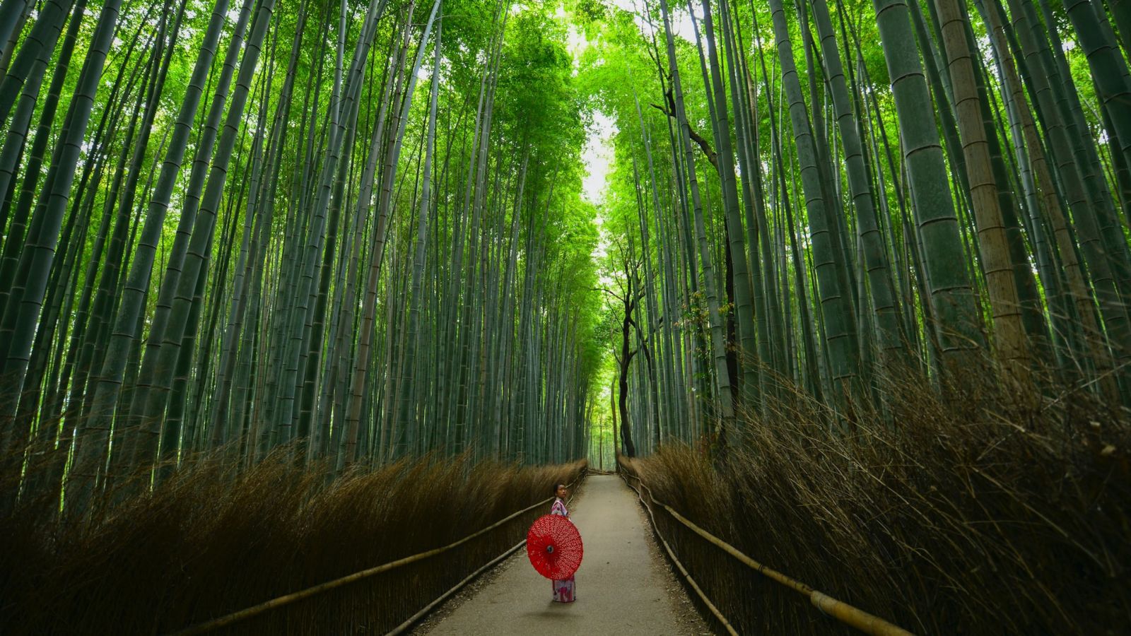 Arashiyama Bamboo Grove, Japan - Point Hacks