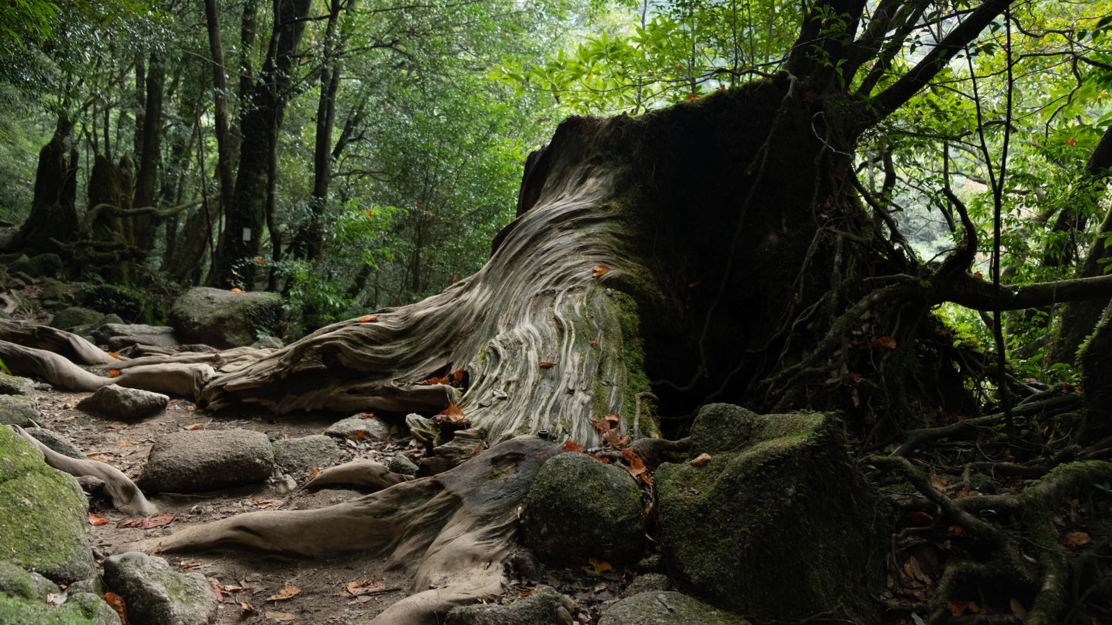 Yakushima Forest - Point Hacks