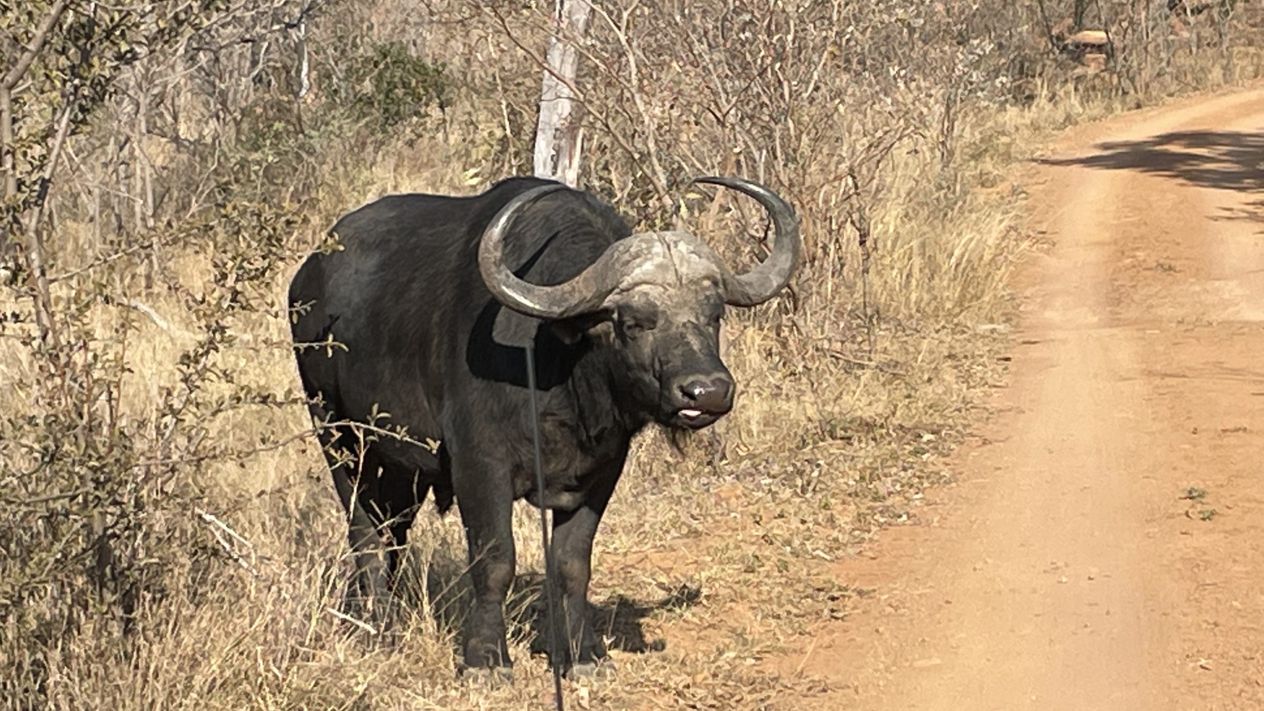 Sabatana Private Reserve African Buffalo near road Point Hacks by Daniel Sciberras