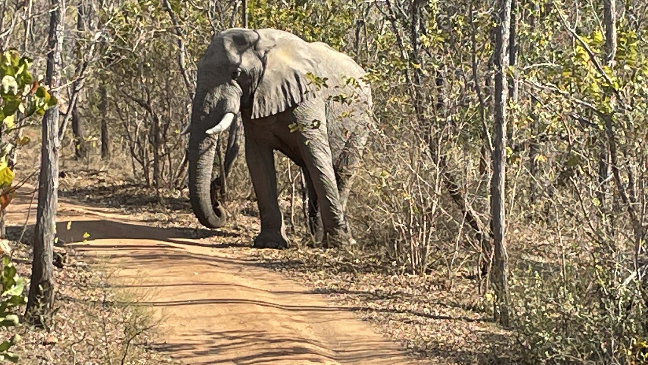 Sabatana Private Reserve Elephant in Bush African Safari Point Hacks by Daniel Sciberras