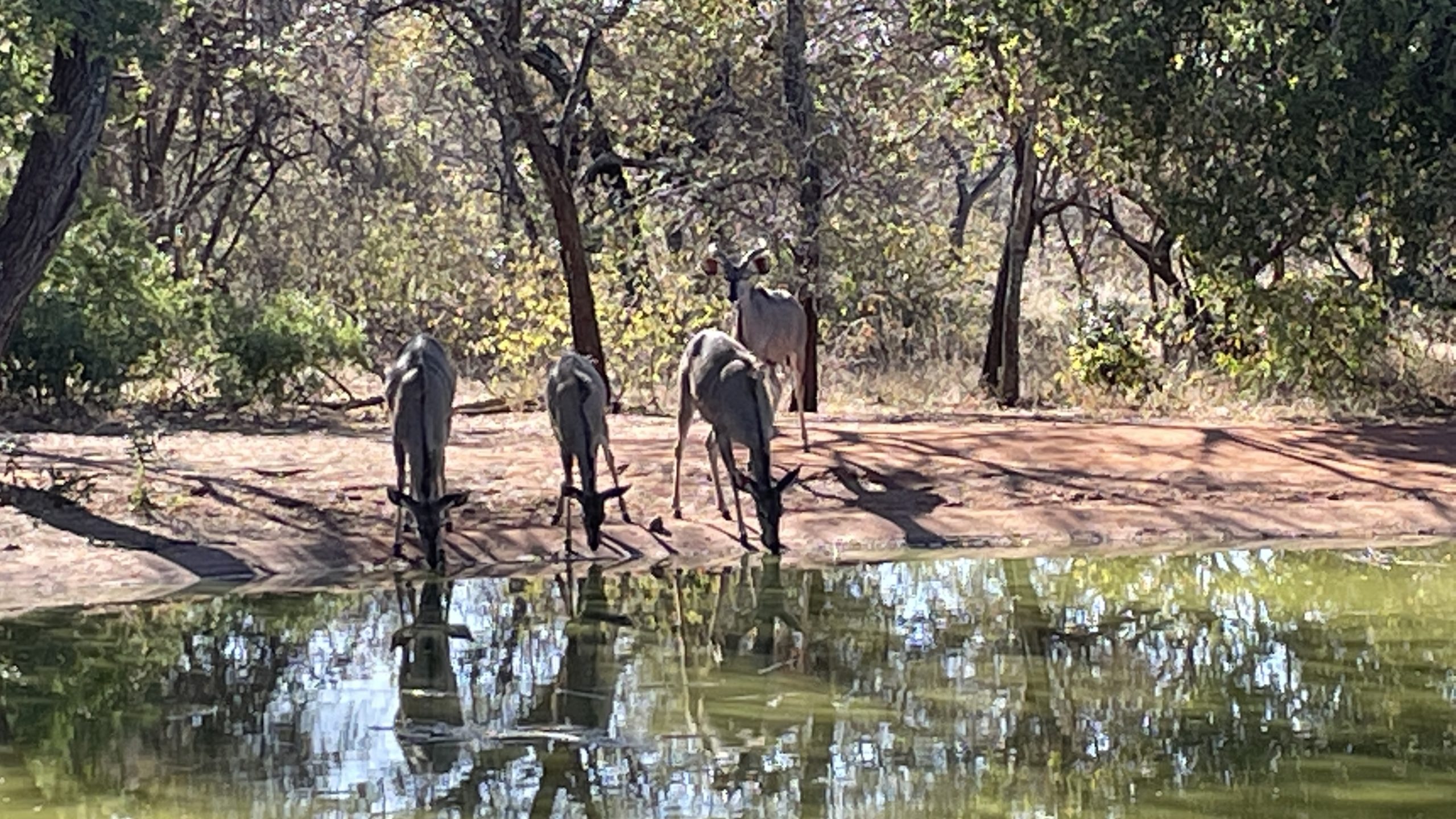 Sabatana Private Reserve Antelopes Drinking from Crocodile Swamp Point Hacks by Daniel Sciberras