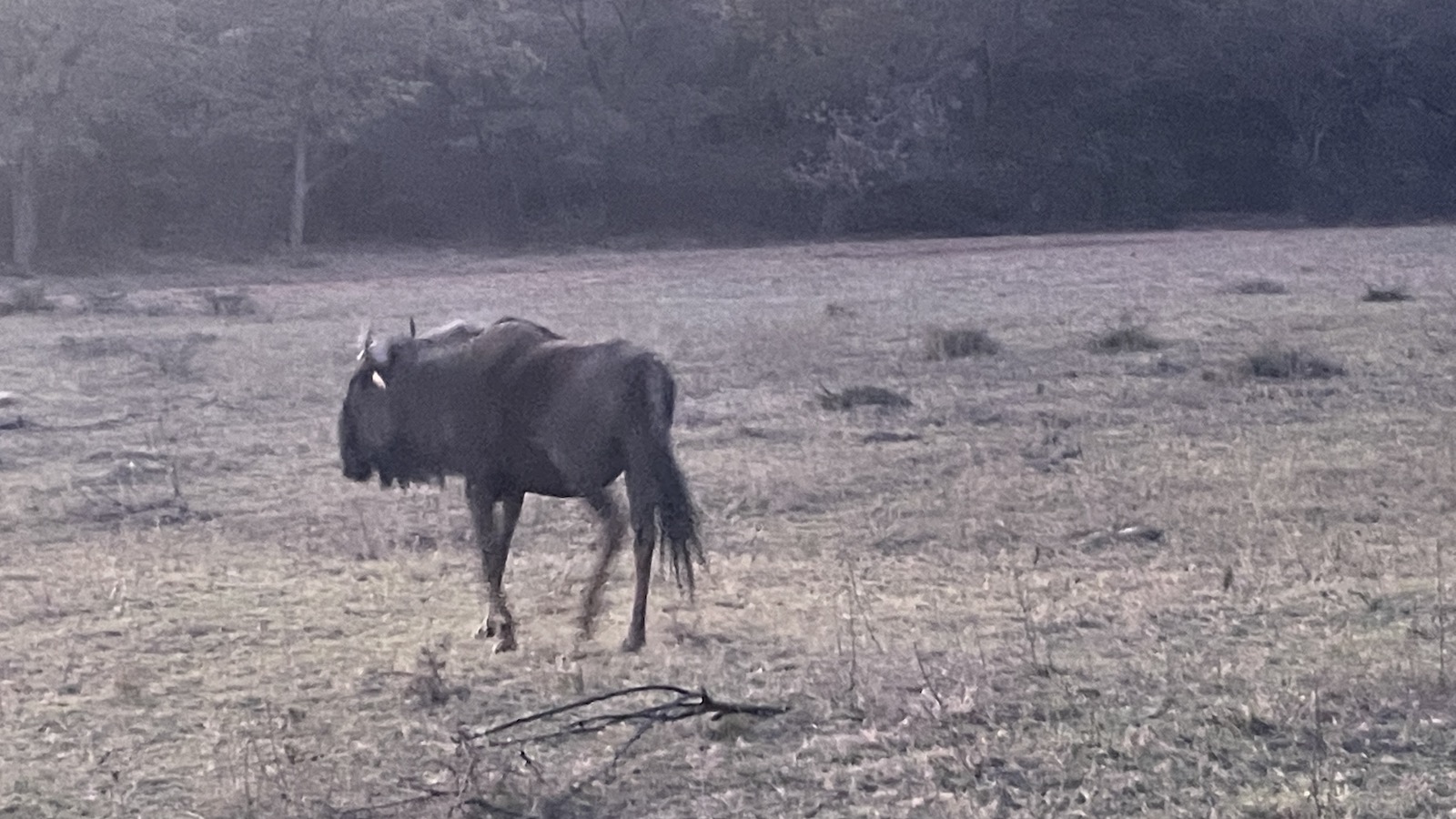 Sabatana Private Reserve Wildebeest Trotting Point Hacks by Daniel Sciberras