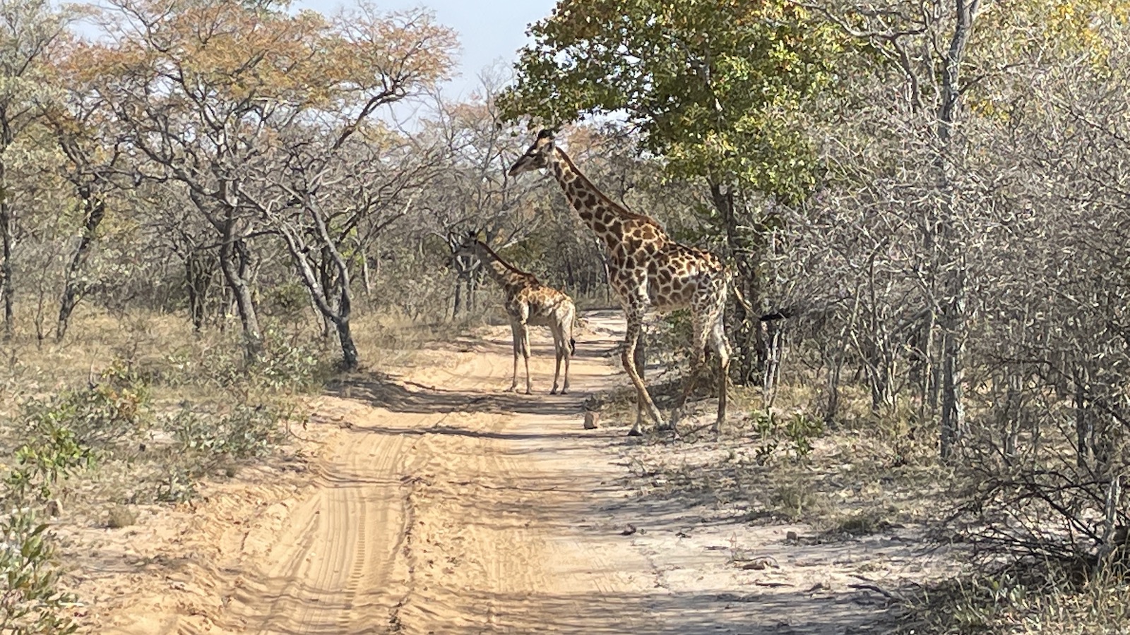 Sabatana-Private-Reserve-Adult-Baby-Giraffe-Crossing-Road-Point-Hacks-by-Daniel-Sciberras