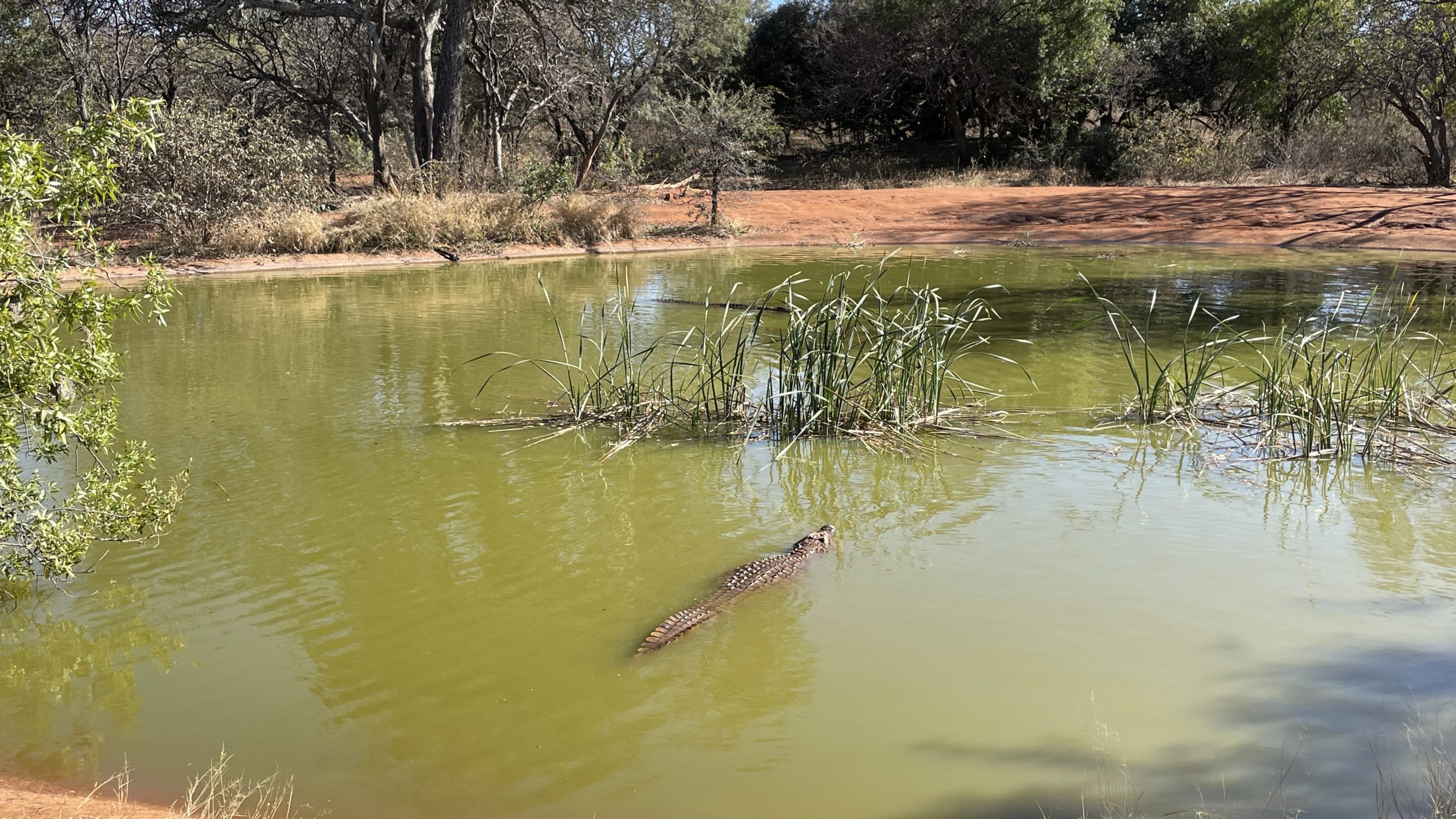 Sabatana Private Reserve Crocodile Swimming in Swamp Point Hacks by Daniel Sciberras