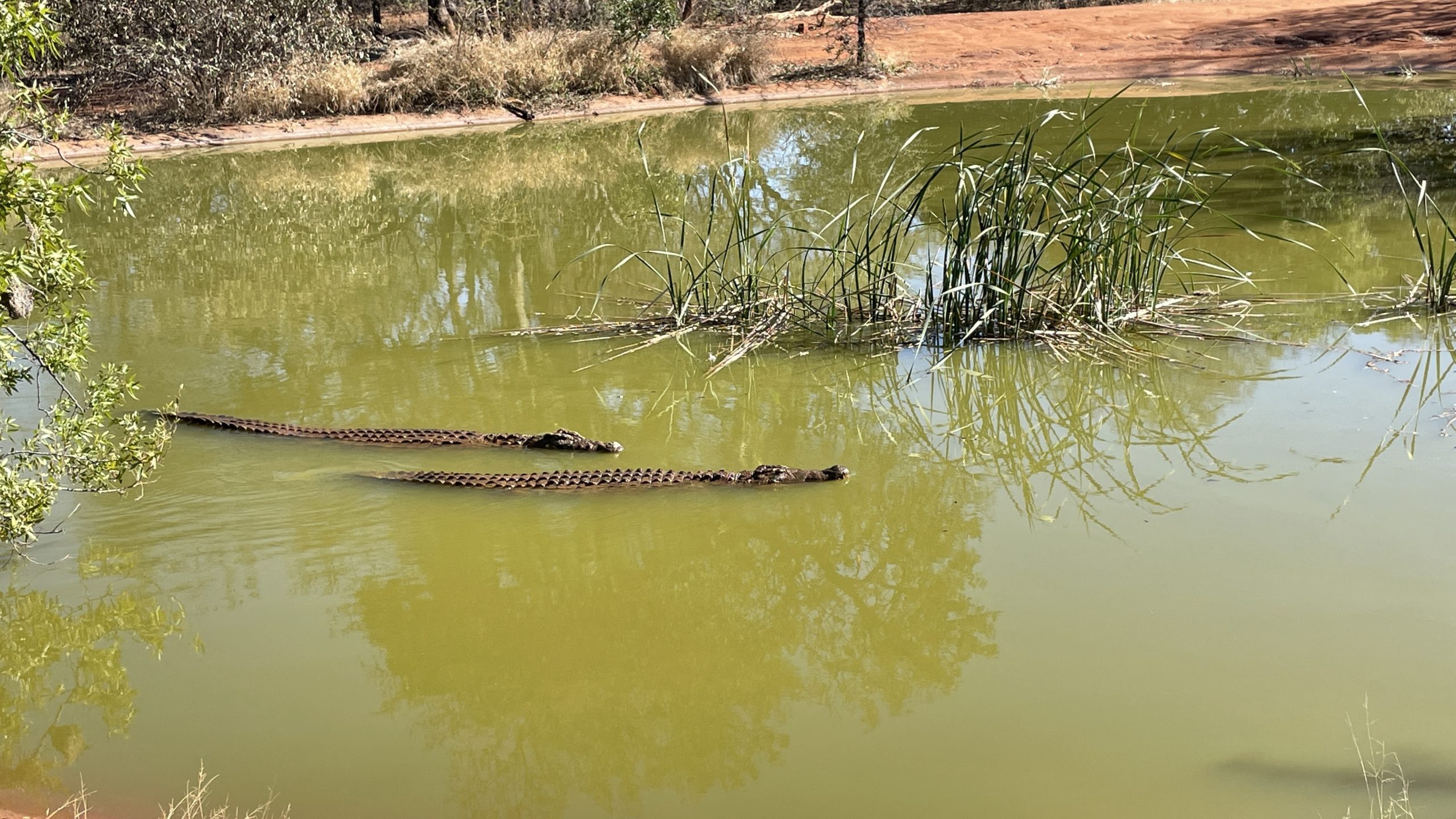 Sabatana Private Reserve Crocodiles Swimming in Swamp Point Hacks by Daniel Sciberras
