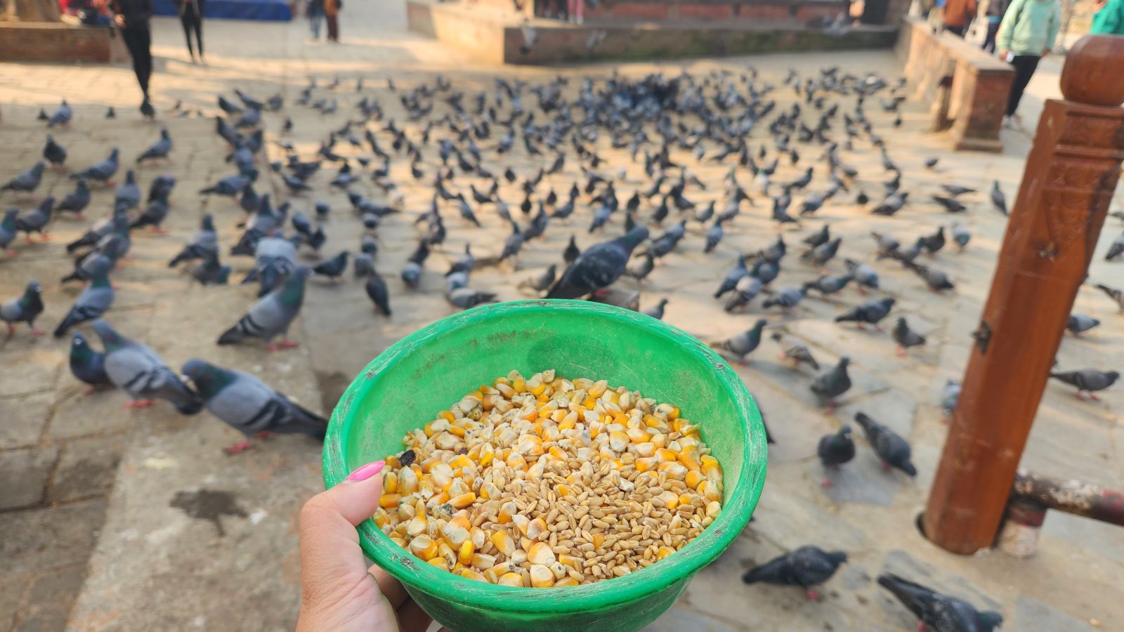 Feeding pigeons in Durbar Square