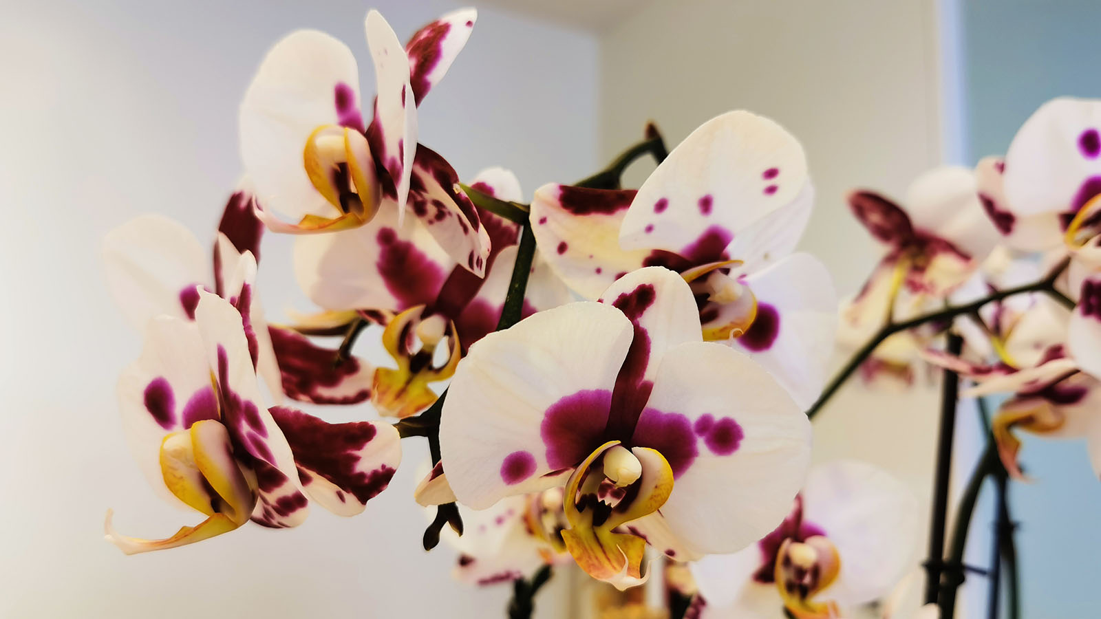 Flowers at Hotel Lahaina in Hawaii