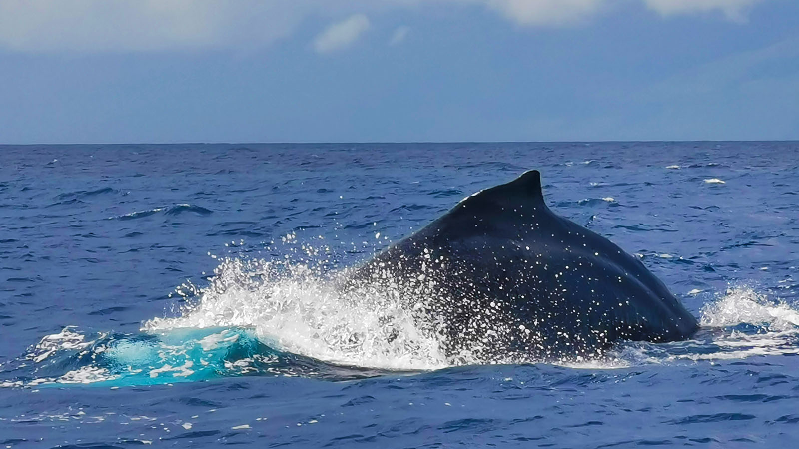 Seeing a whale in Hawaii
