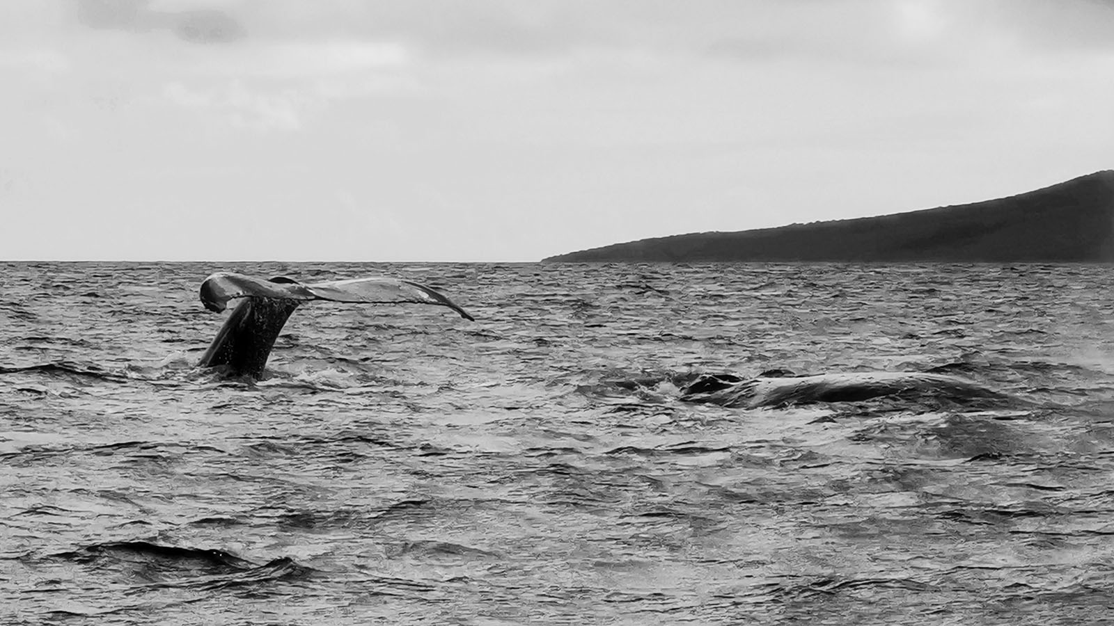 Spotting whales in Hawaii