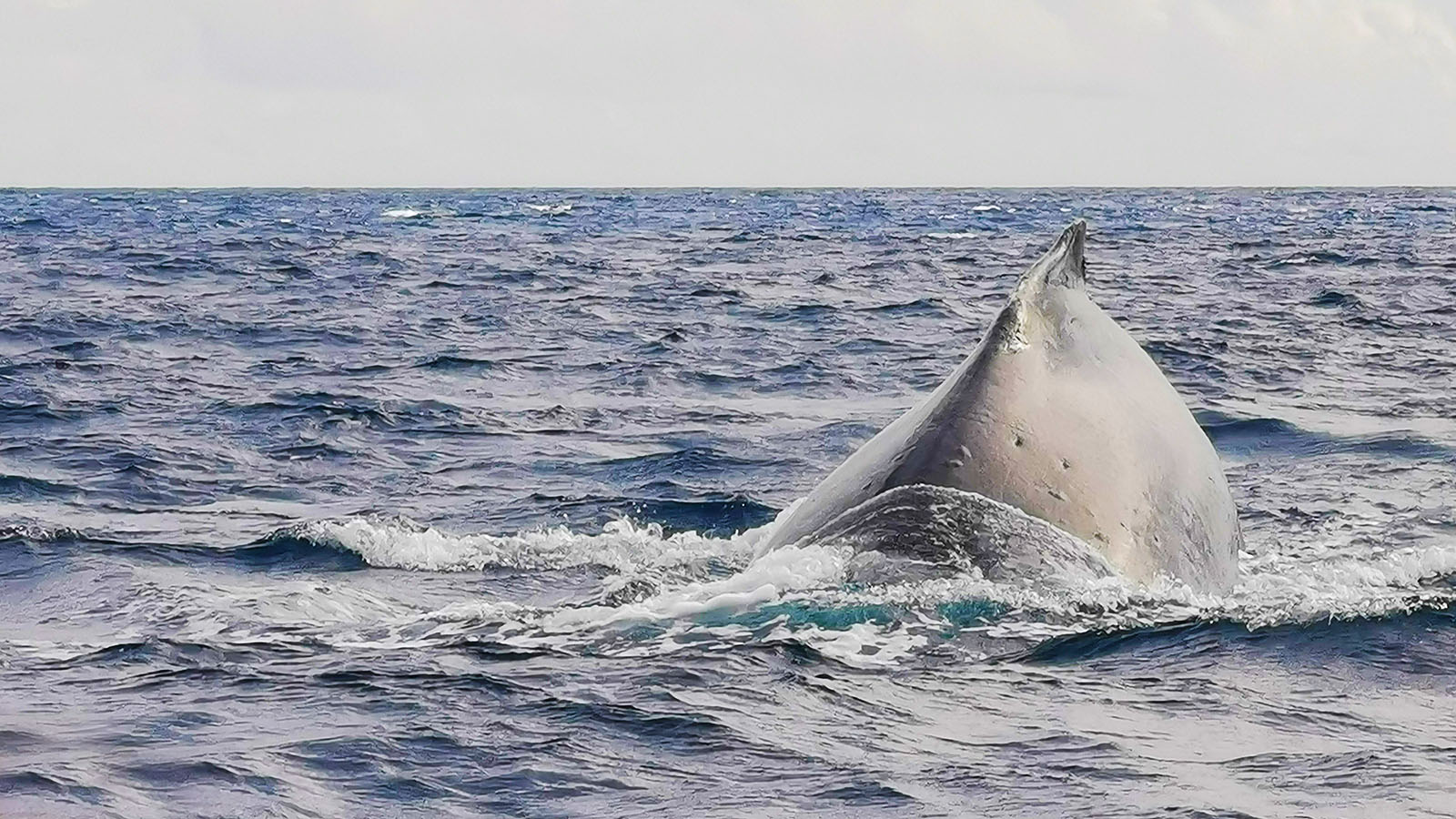 Whale in water in Hawaii