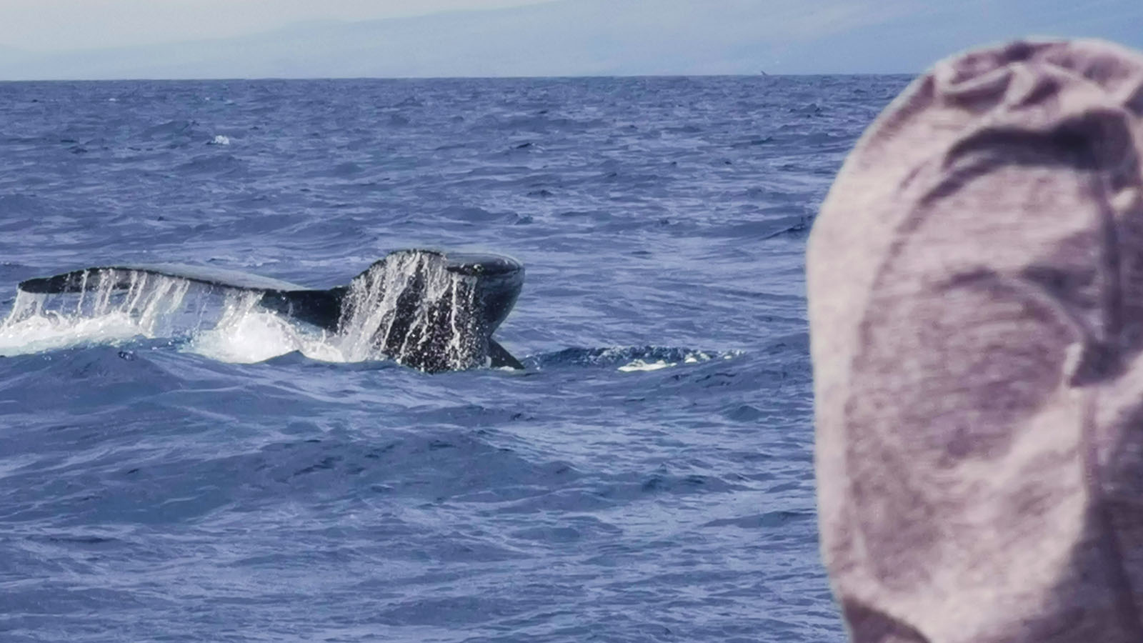 Person watches a whale in Hawaii