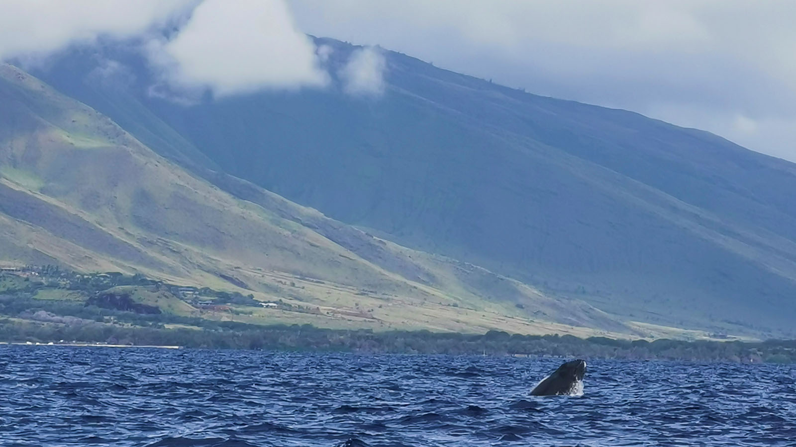 Whale breaching in Maui, Hawaii