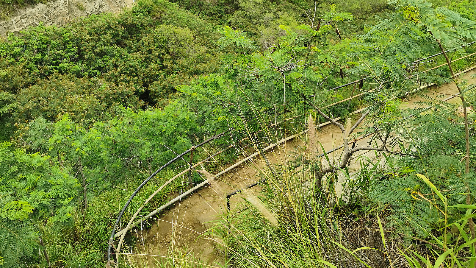 Greenery around walking path at Diamond Head