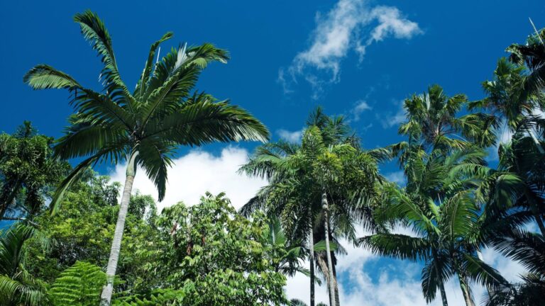 Cairns Airport to the city