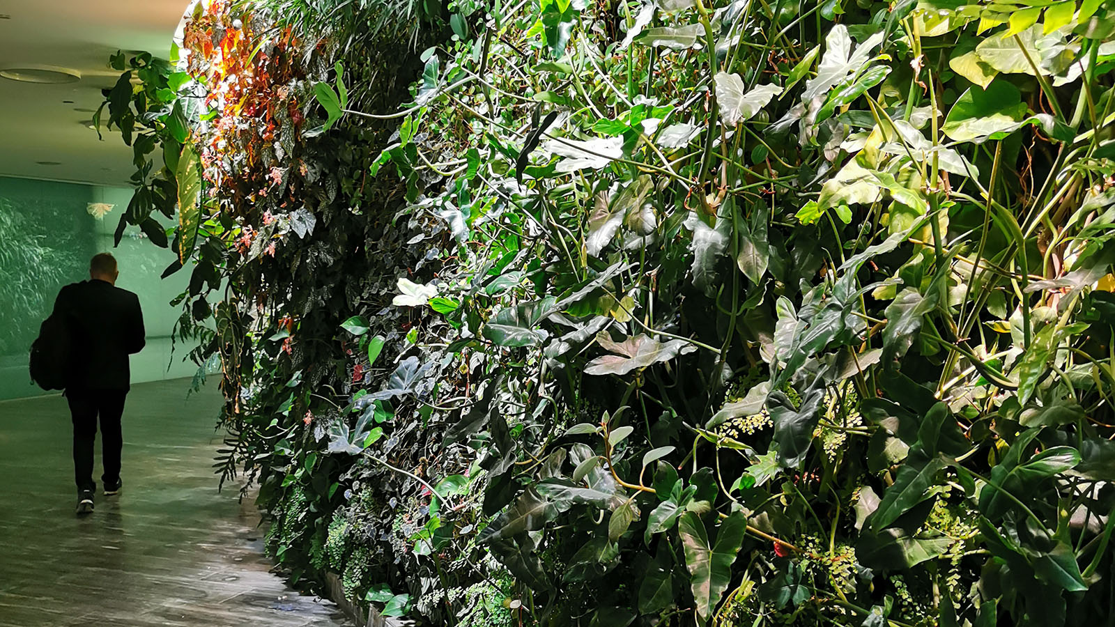 Plants in the Qantas First Lounge