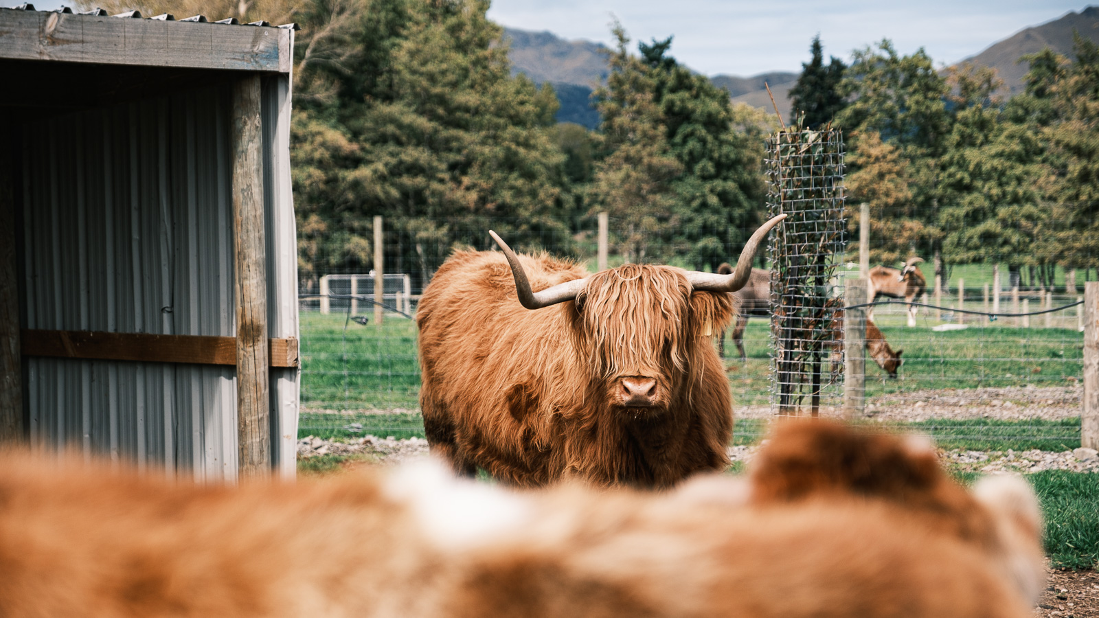 Furry cow in Hamer Springs, New Zealand
