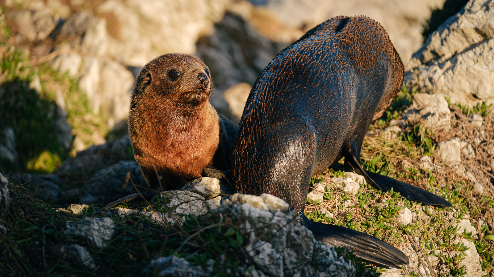 New Zealand Fur Seals