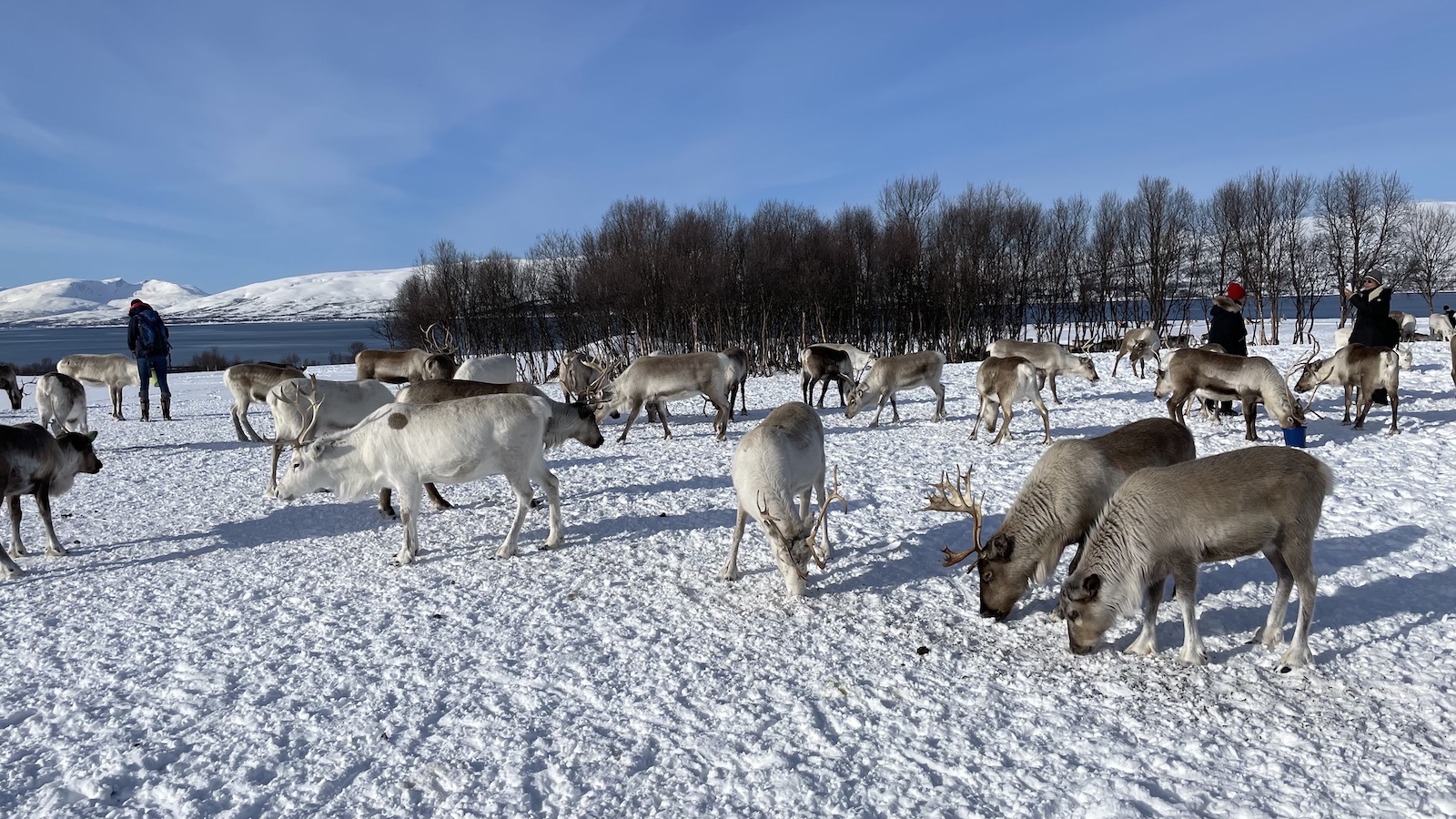 Tromos Reindeer Eating in Farm