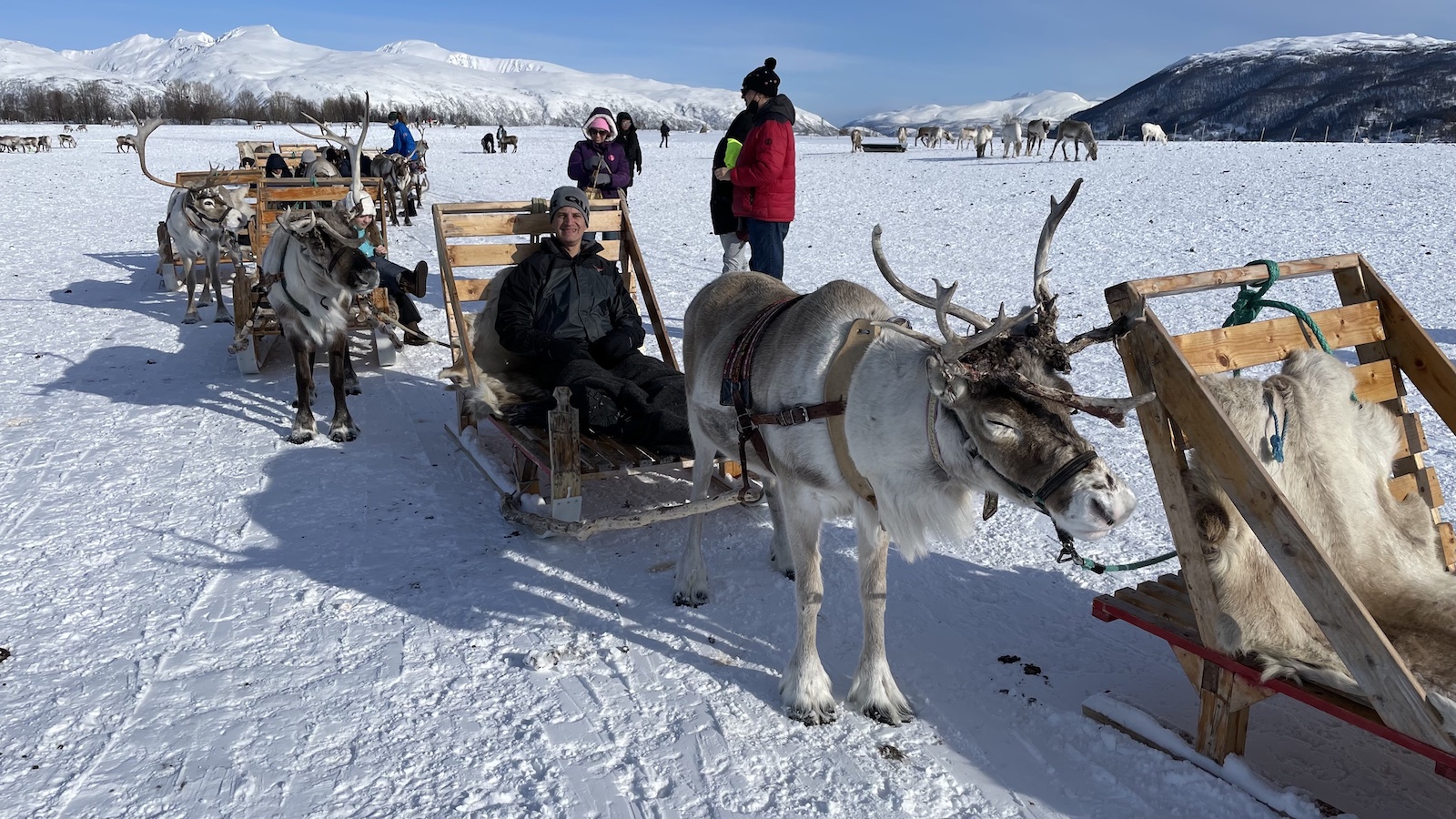 Reindeer Pushing Sleighs