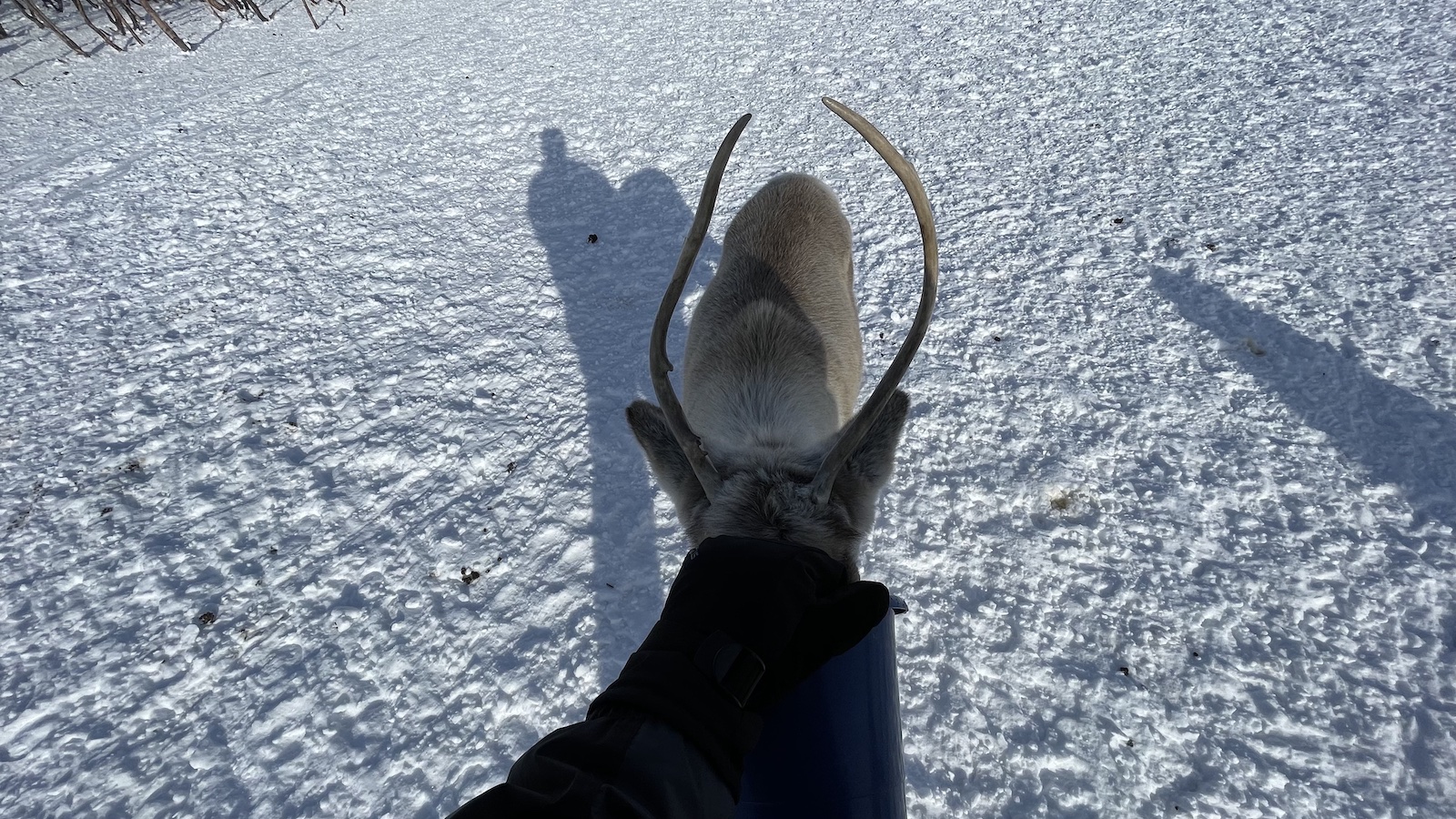 Tromso Reindeer Being Fed