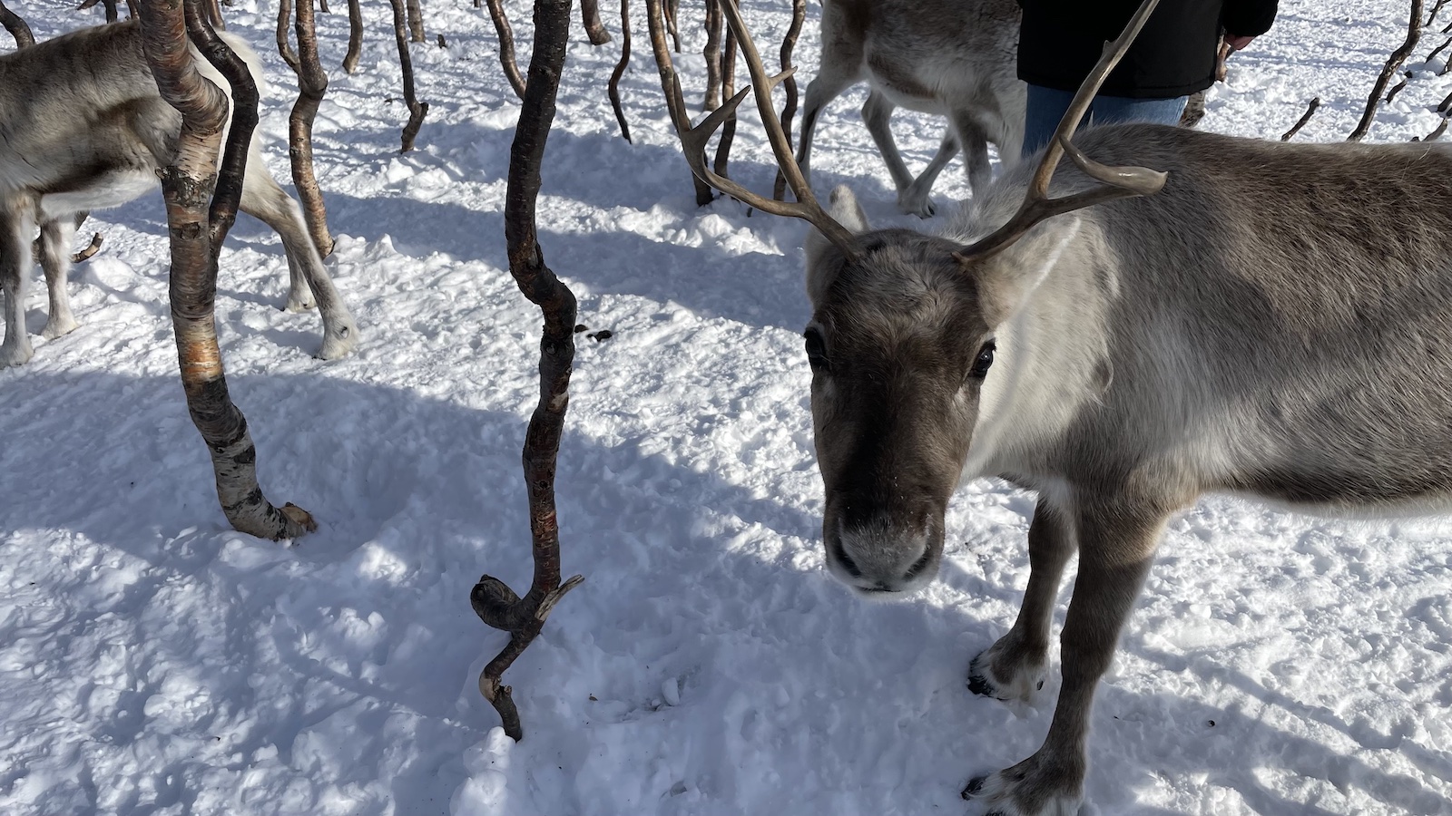 Tromso Reindeer Looking into Camera